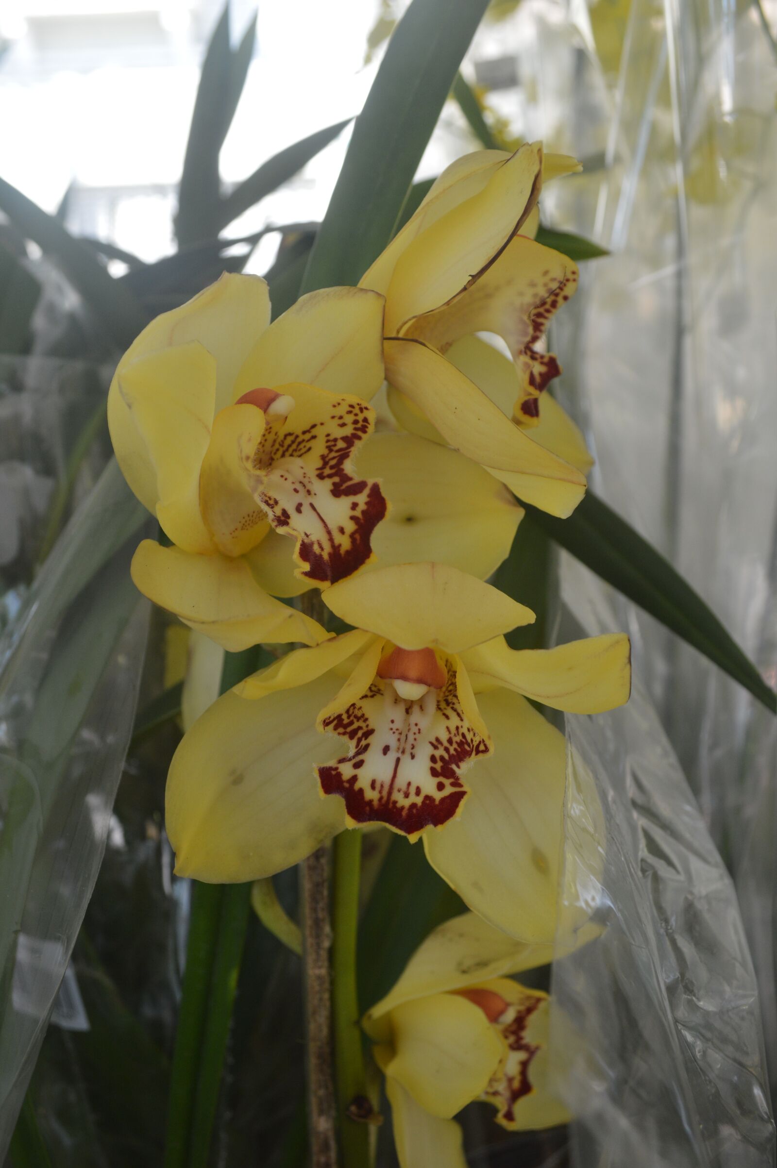 Nikon D3200 sample photo. Orquidia, yellow, it brings photography