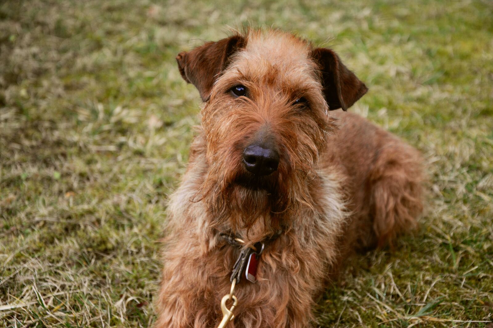 Nikon D5200 sample photo. Dog, irish terrier, garden photography