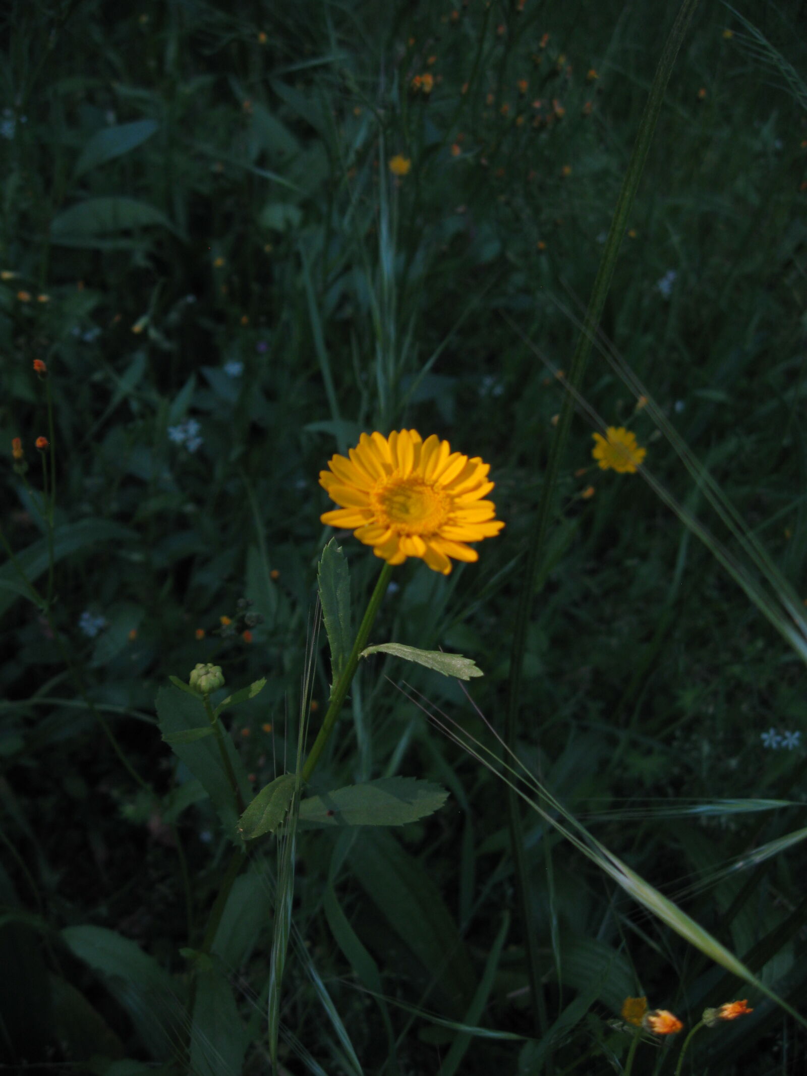 Canon PowerShot A590 IS sample photo