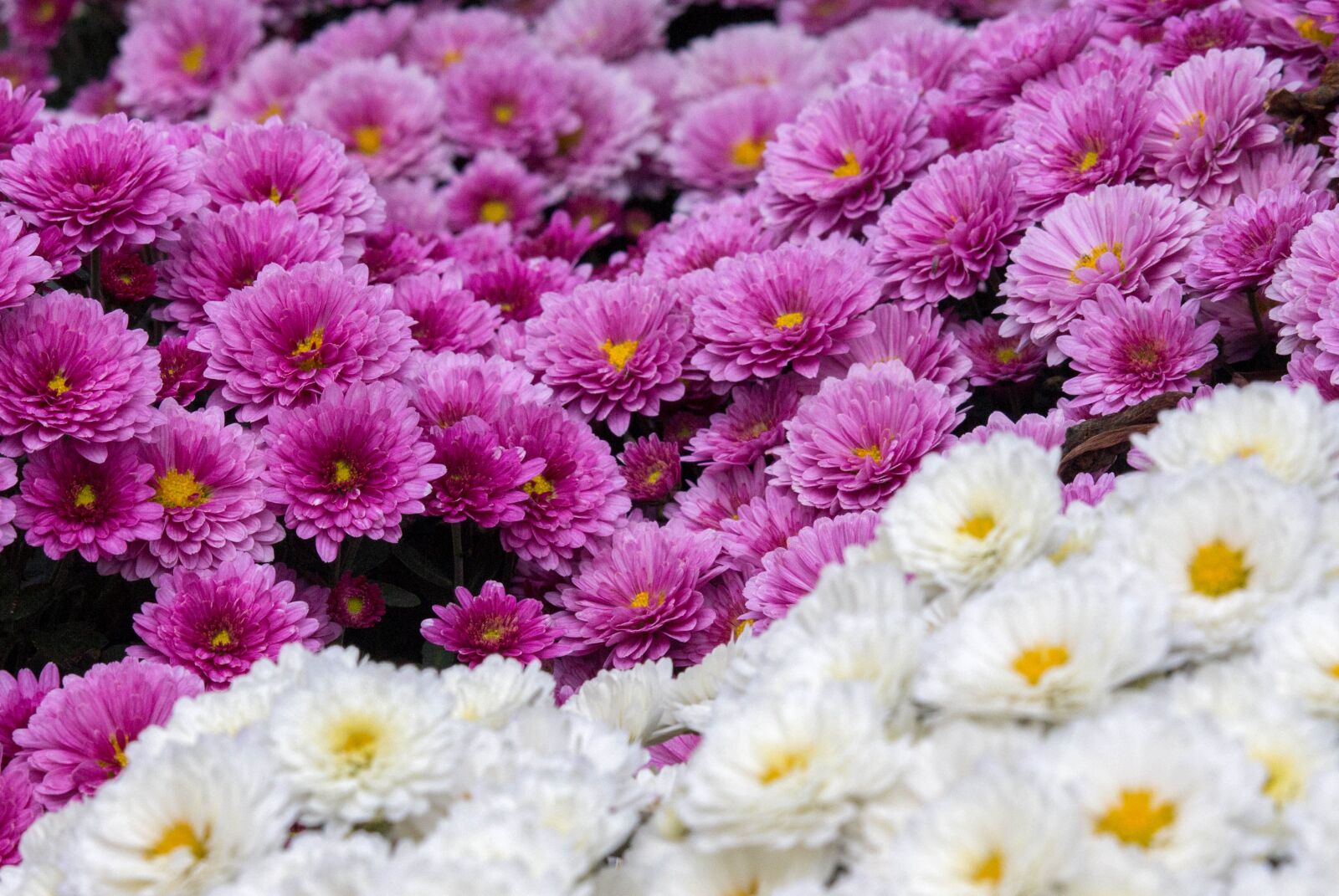 Canon EOS 700D (EOS Rebel T5i / EOS Kiss X7i) sample photo. Flower, nature, flora photography