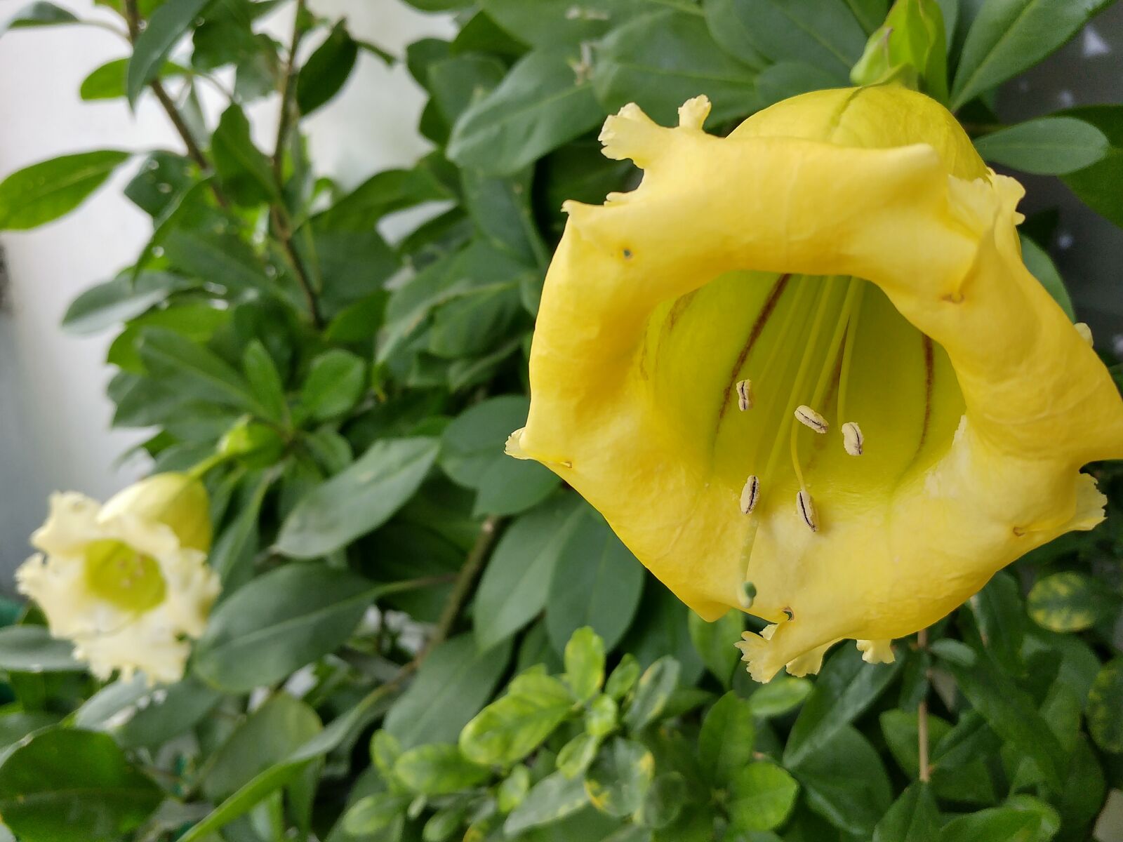 LG G5 sample photo. Flower, plant, yellow flower photography