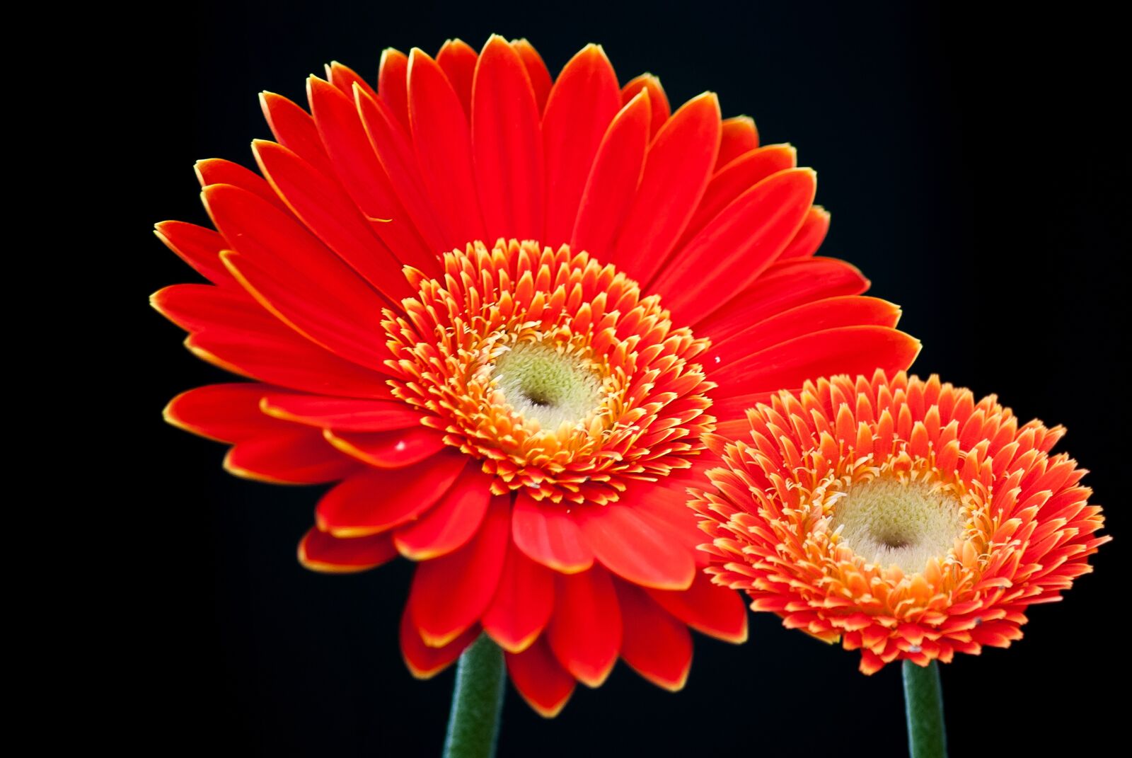 Nikon D3000 sample photo. Gerbera, flower, summer photography