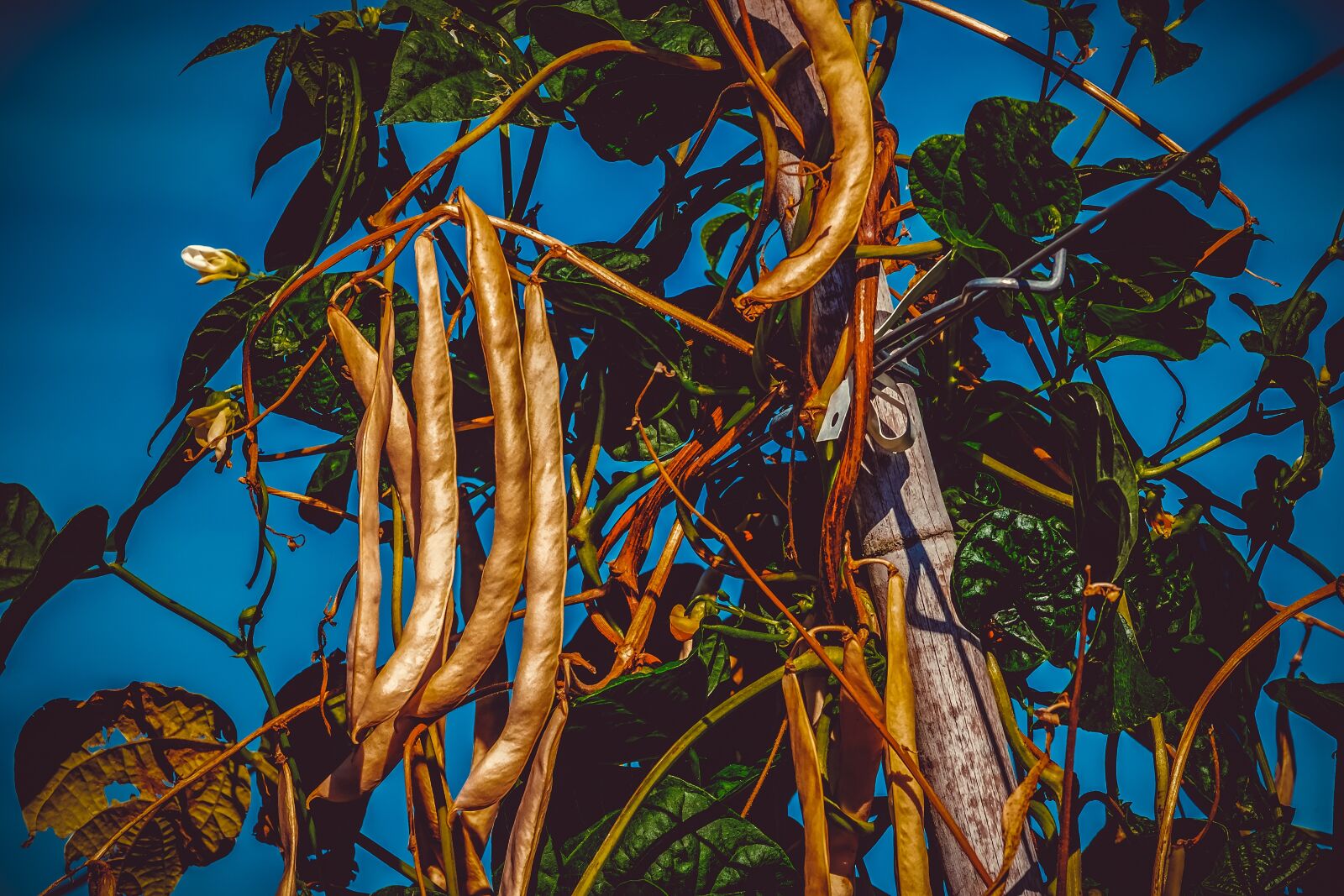 Fujifilm XF 55-200mm F3.5-4.8 R LM OIS sample photo. Bush beans, beans, phaseolus photography