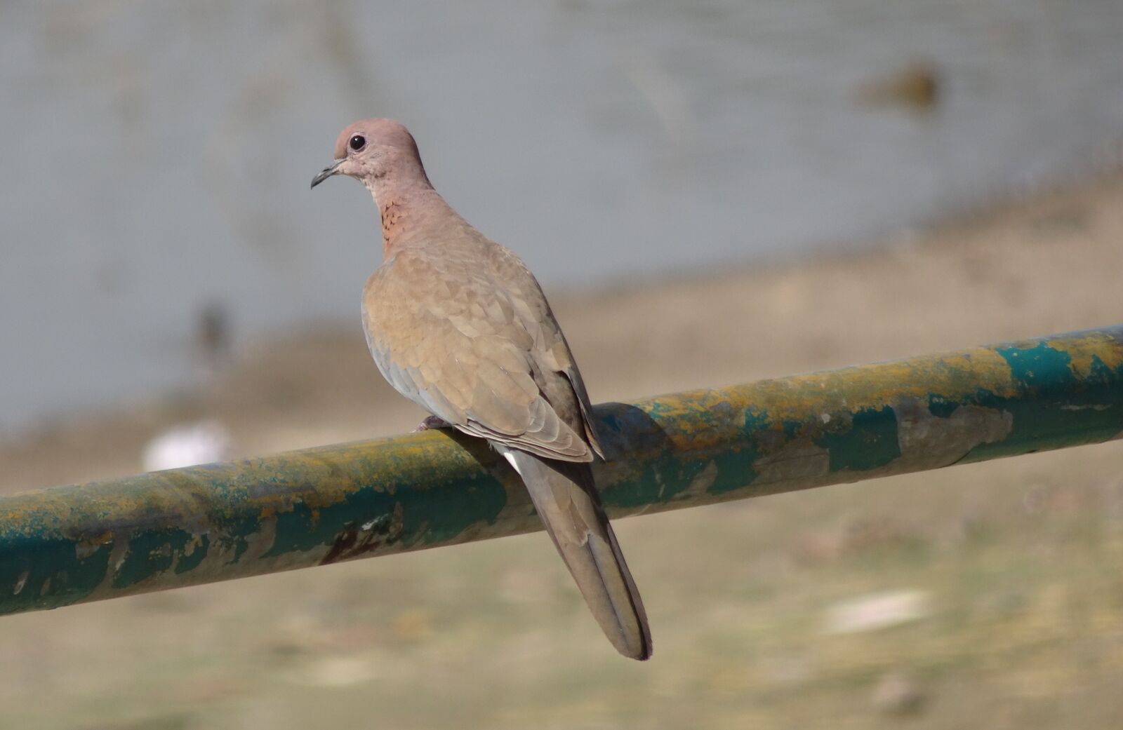Sony Cyber-shot DSC-HX90V sample photo. Bird, dove, laughing dove photography