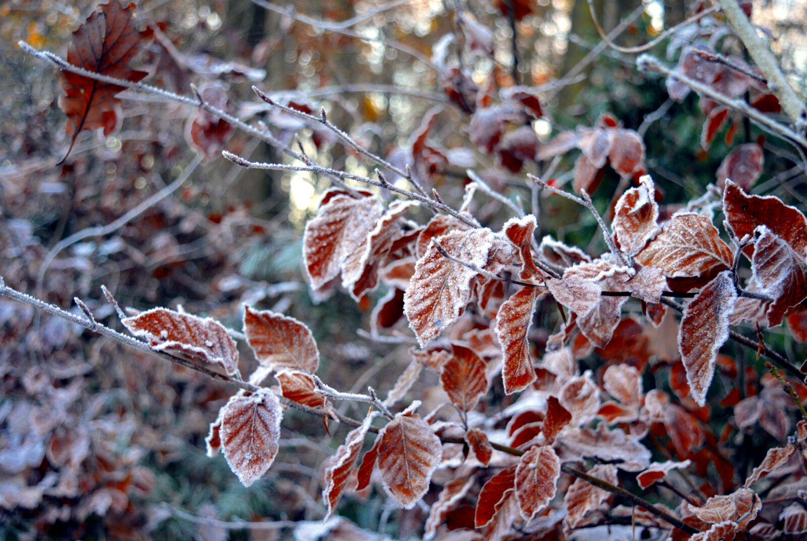 Nikon D3200 sample photo. Frost, frosty, hoarfrost photography