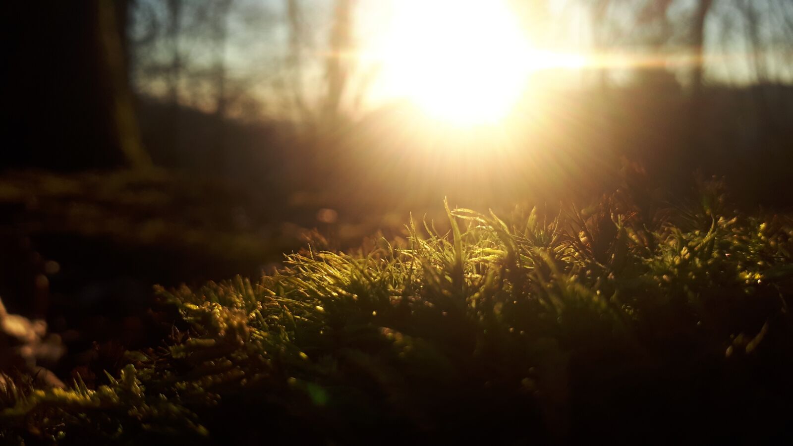 Samsung Galaxy A5(2017) sample photo. Sun, forest, moss photography