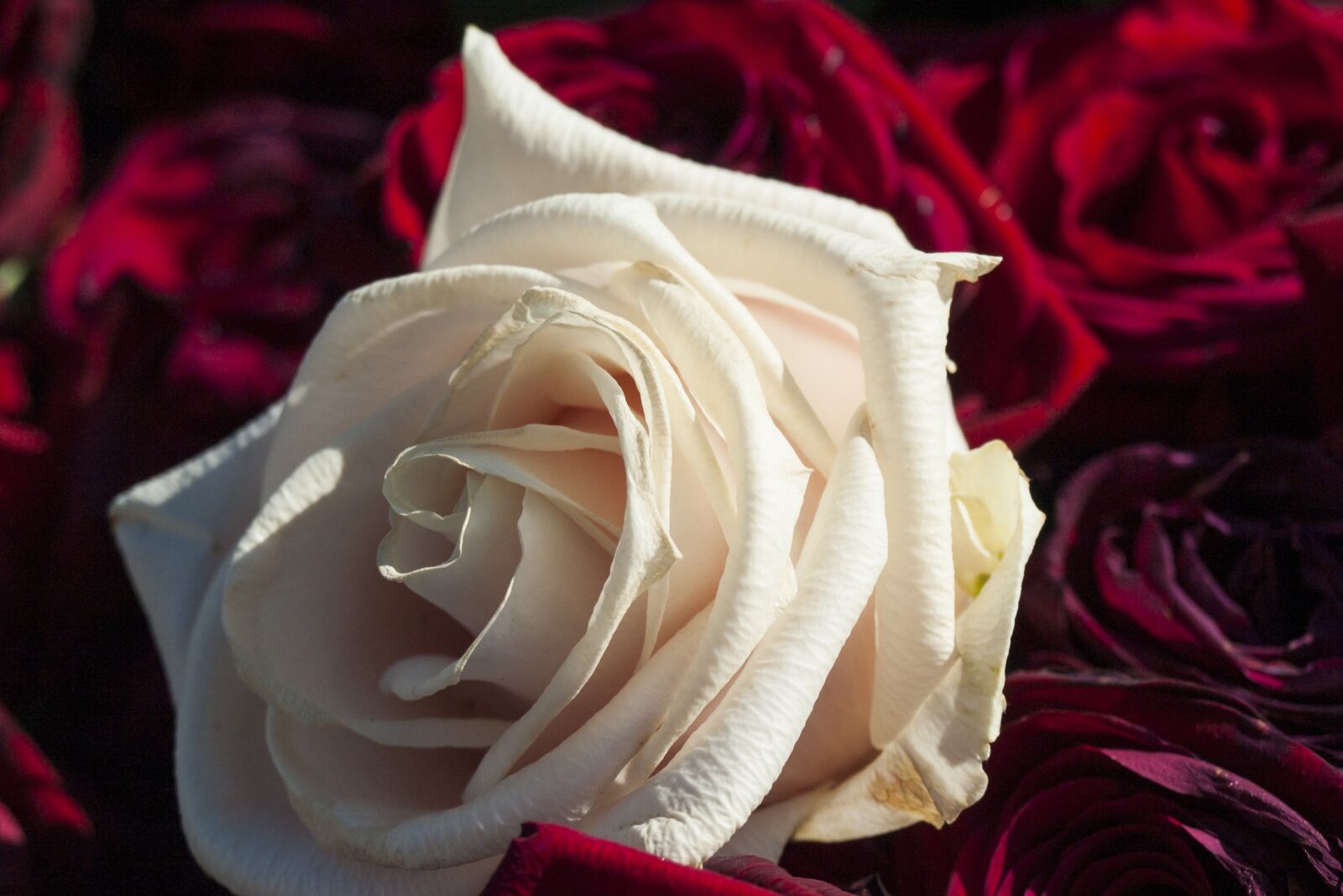 Olympus E-510 (EVOLT E-510) sample photo. Rose, white rose, white photography