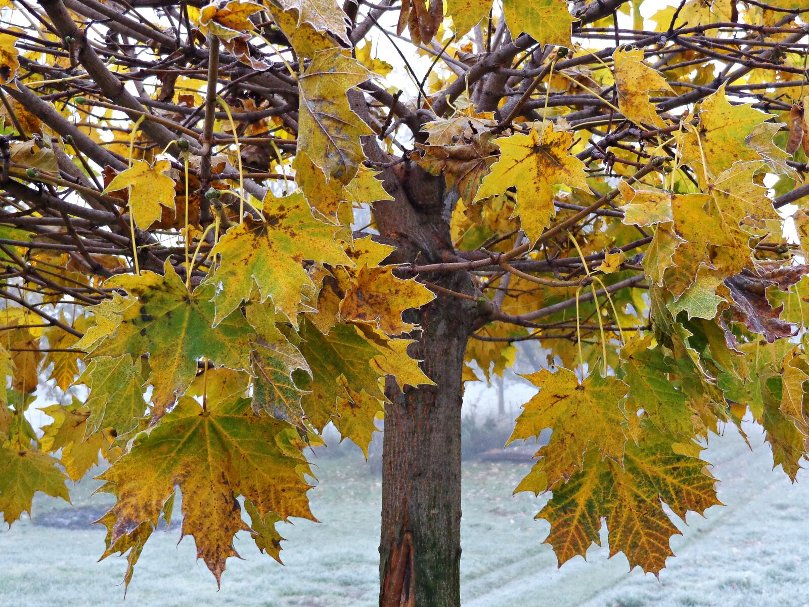 Sony Cyber-shot DSC-H90 sample photo. Tree, foliage, autumn photography