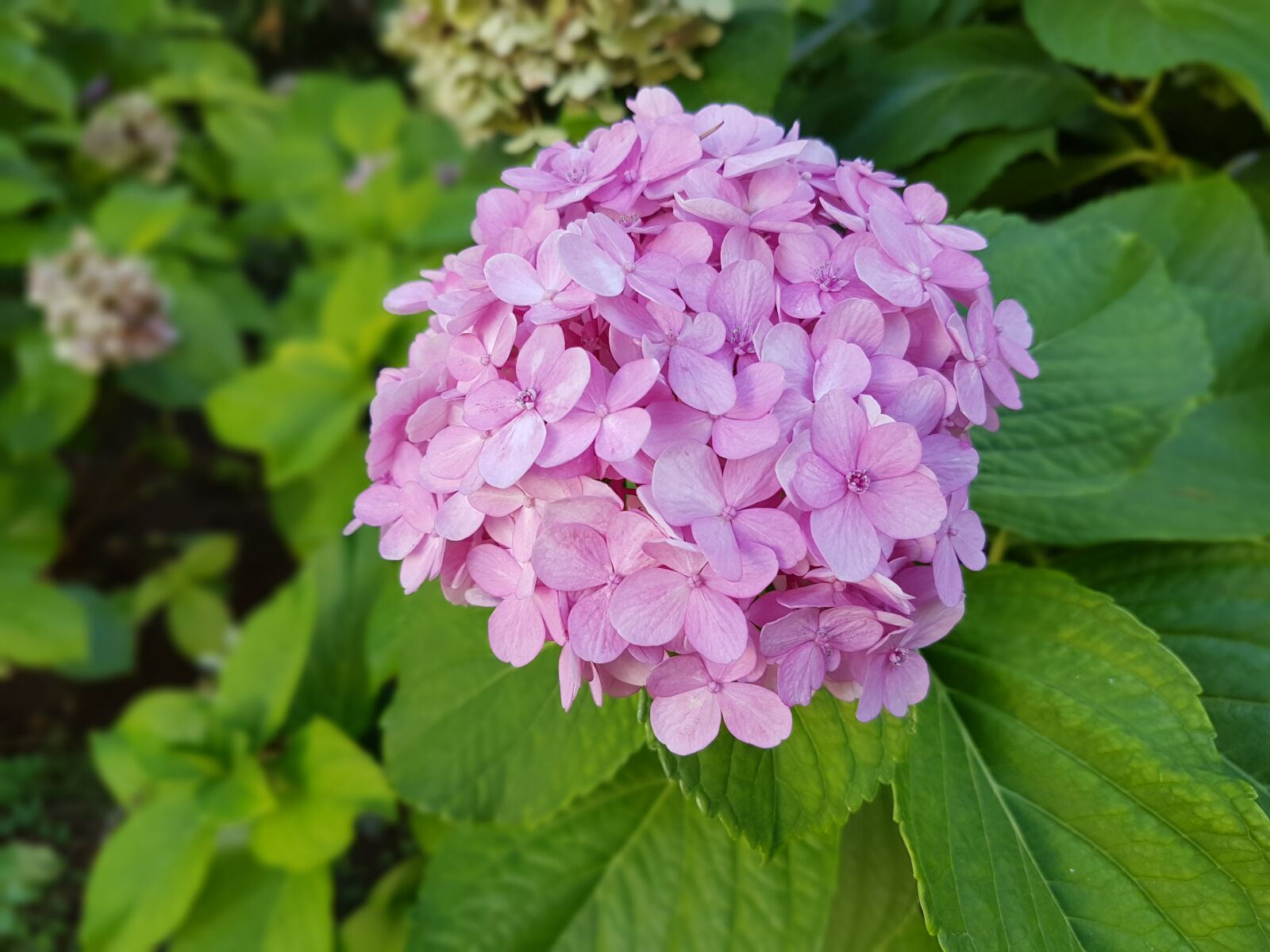 Samsung Galaxy S7 Edge sample photo