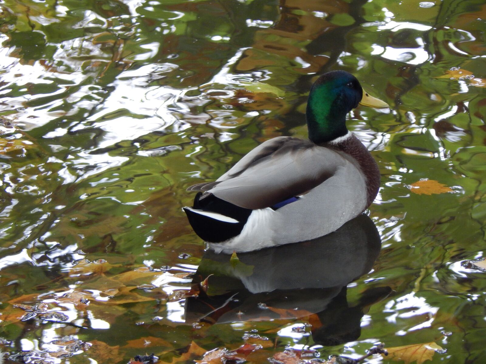 Nikon Coolpix L830 sample photo. Ducks, pond, water photography
