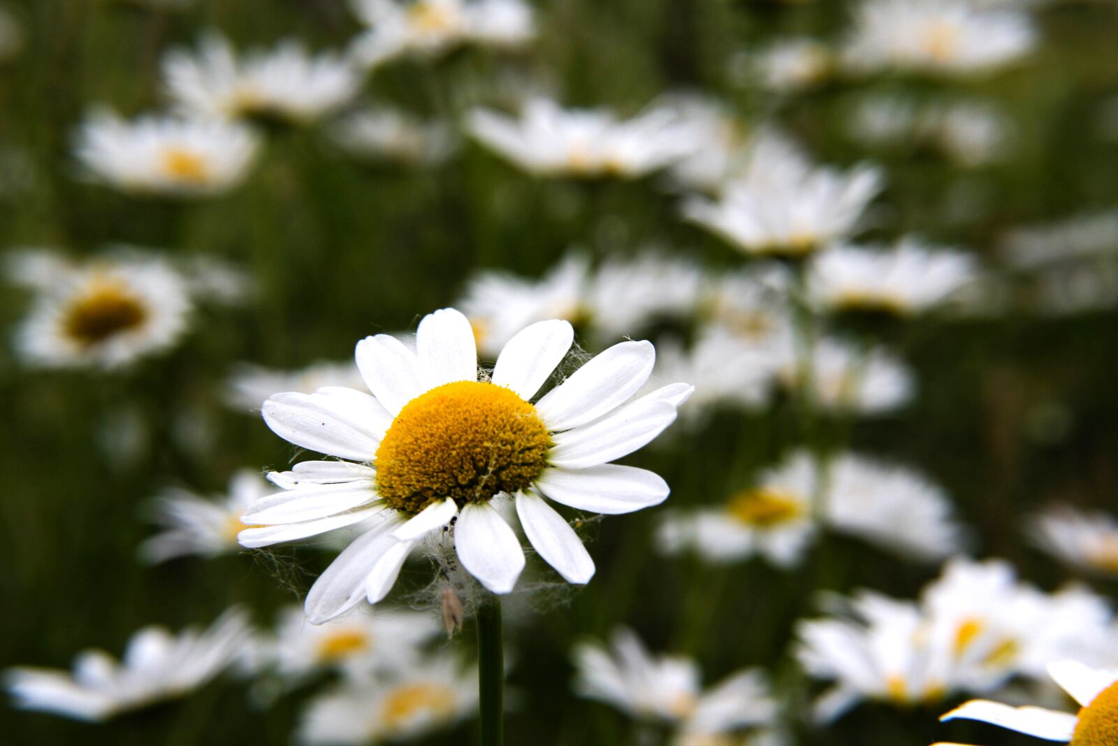 Canon EOS 7D Mark II sample photo. Flowers, daisy, ox-eye daisy photography