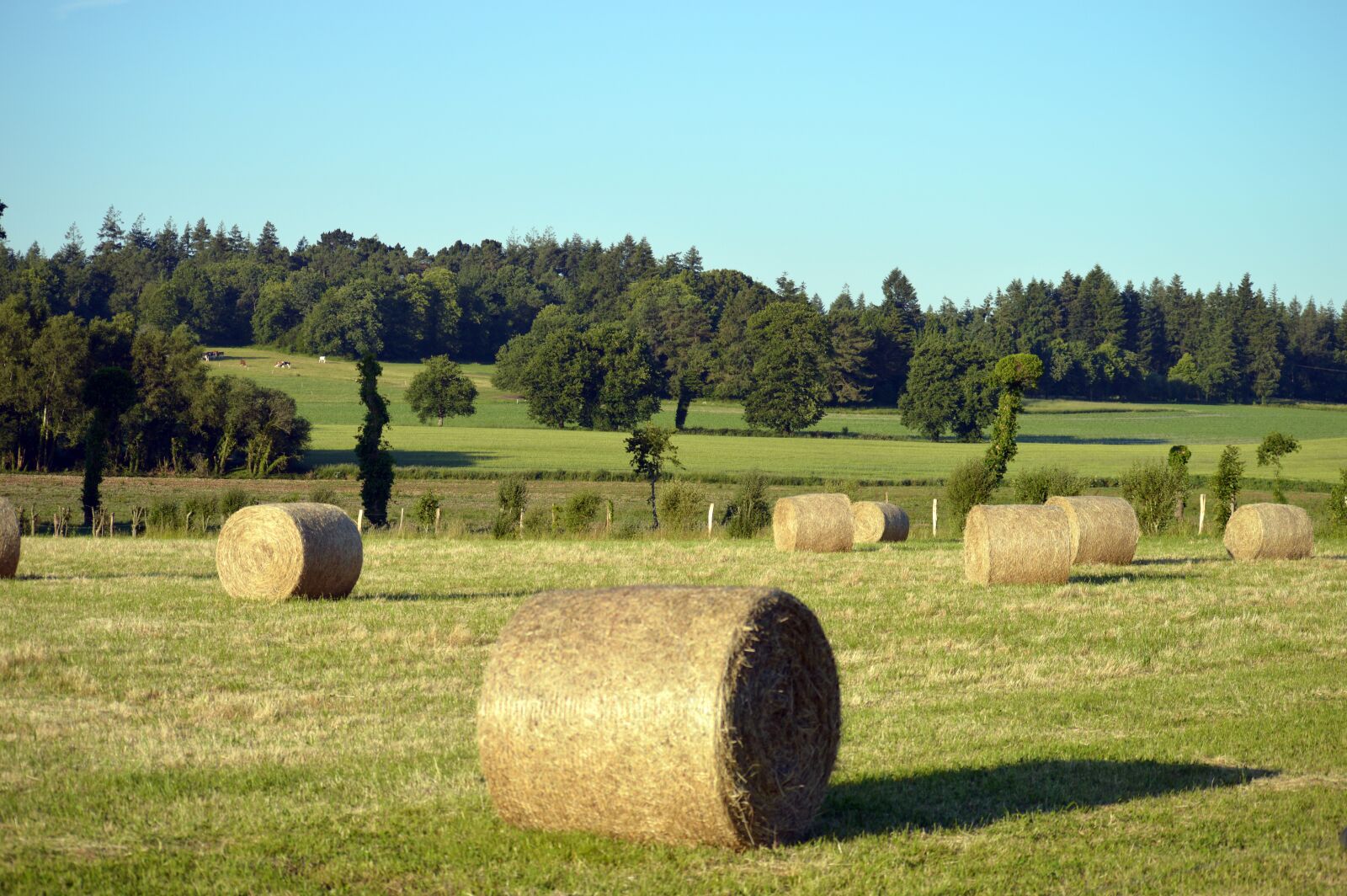 Nikon D3200 sample photo. Roller, straw, agriculture photography