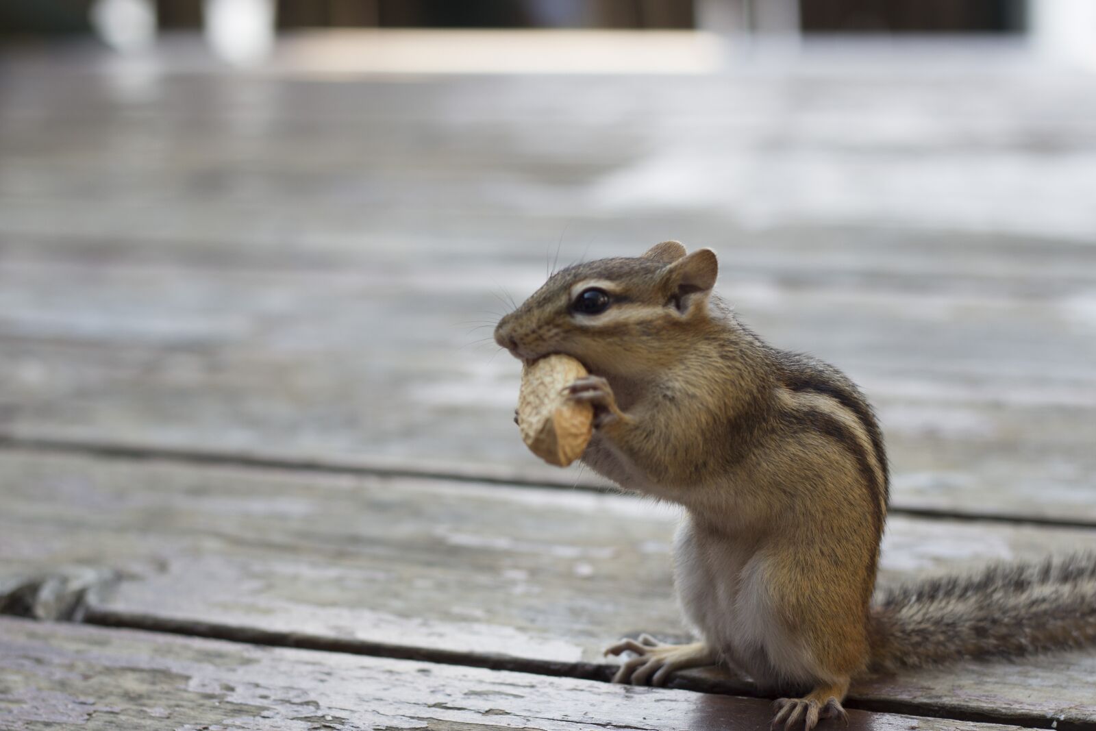Canon EOS 600D (Rebel EOS T3i / EOS Kiss X5) + Canon EF 50mm F1.8 II sample photo. Chipmunk, peanut, deck photography