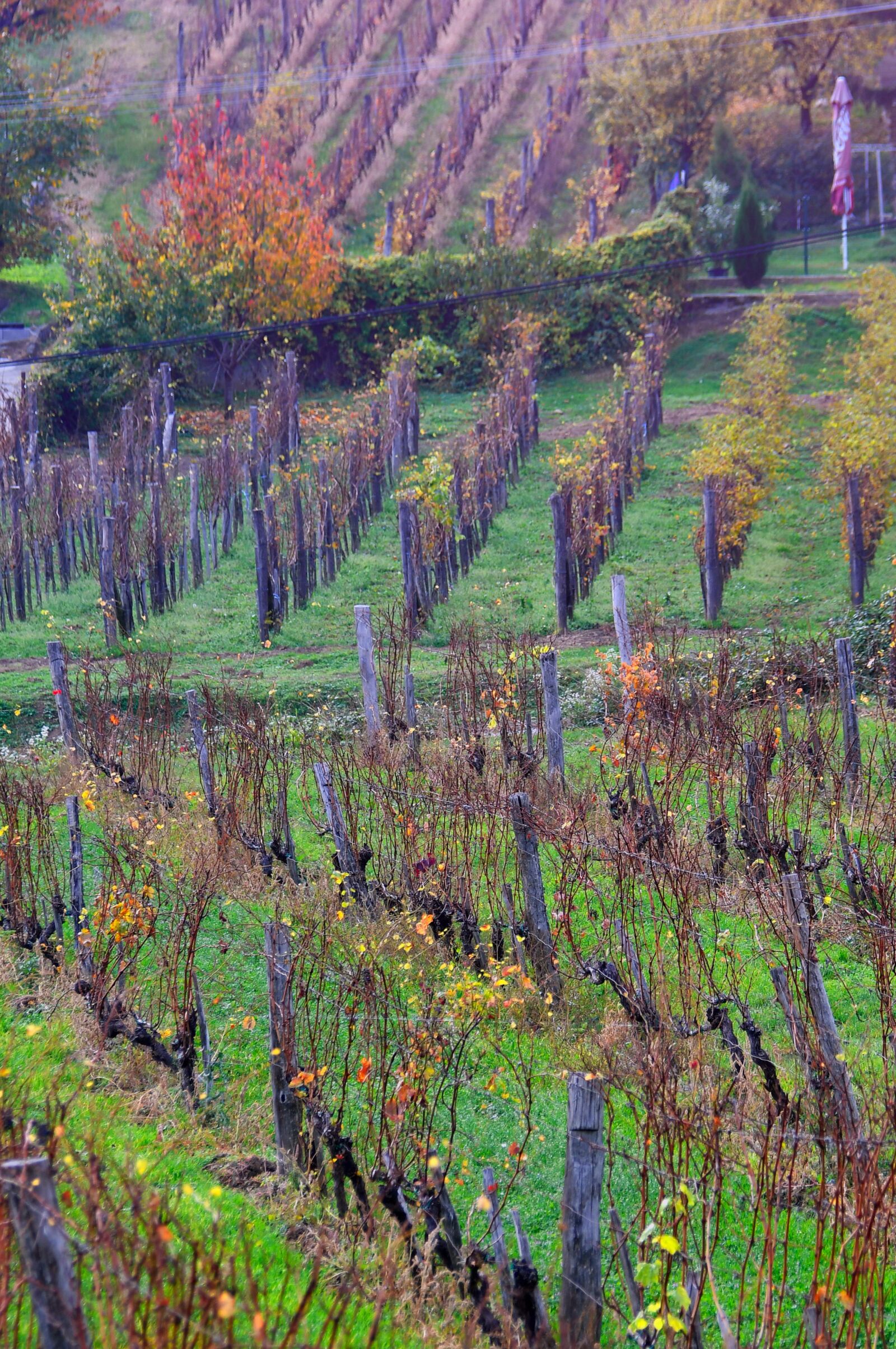 Nikon D3200 sample photo. Autumn, autumn landscape, autumn photography
