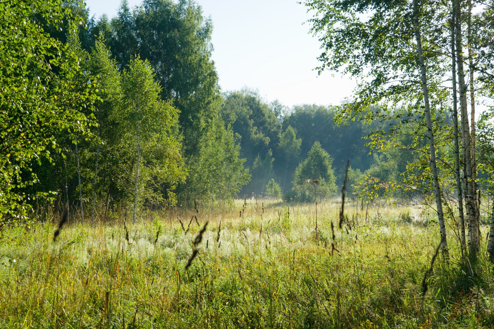 Sony Alpha DSLR-A850 sample photo. Forest, summer, nature photography