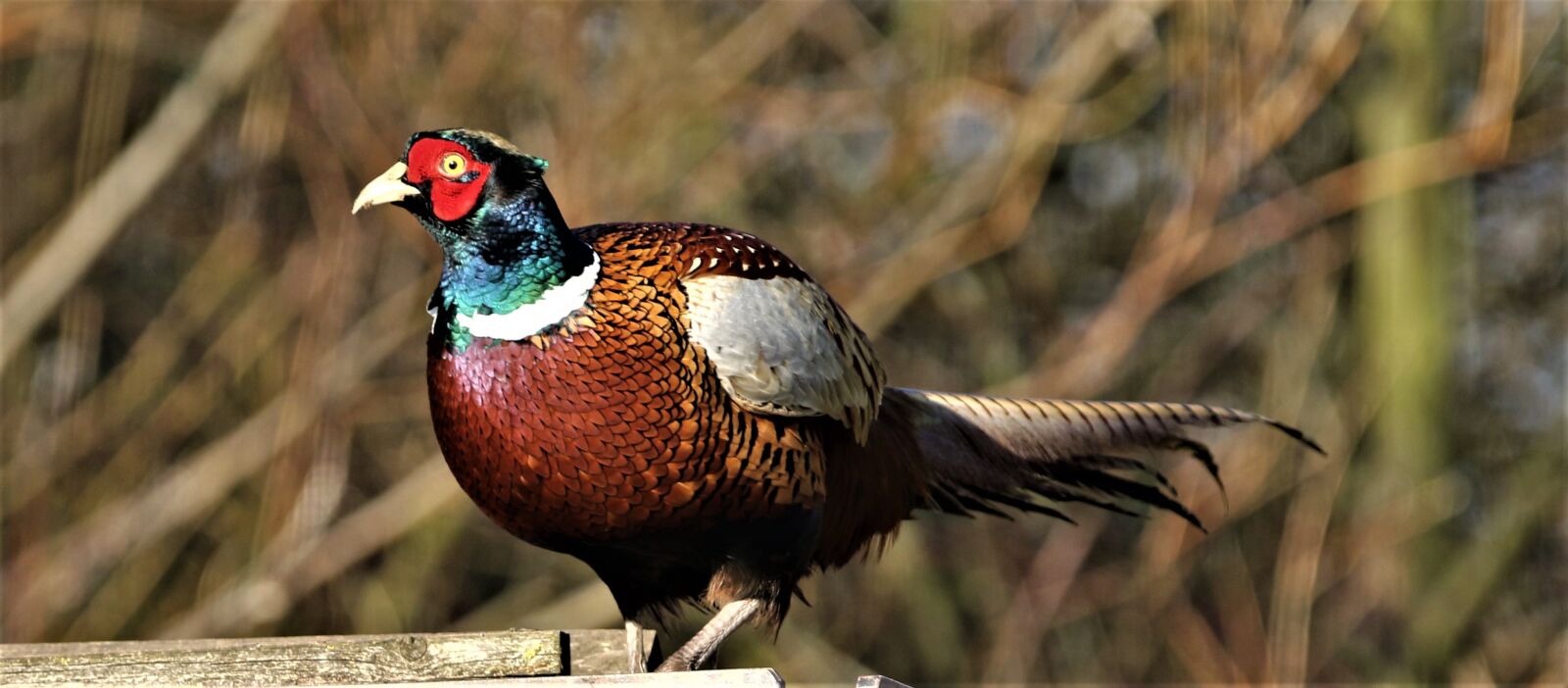 150-600mm F5-6.3 DG OS HSM | Contemporary 015 sample photo. Pheasant, bird, plumage photography