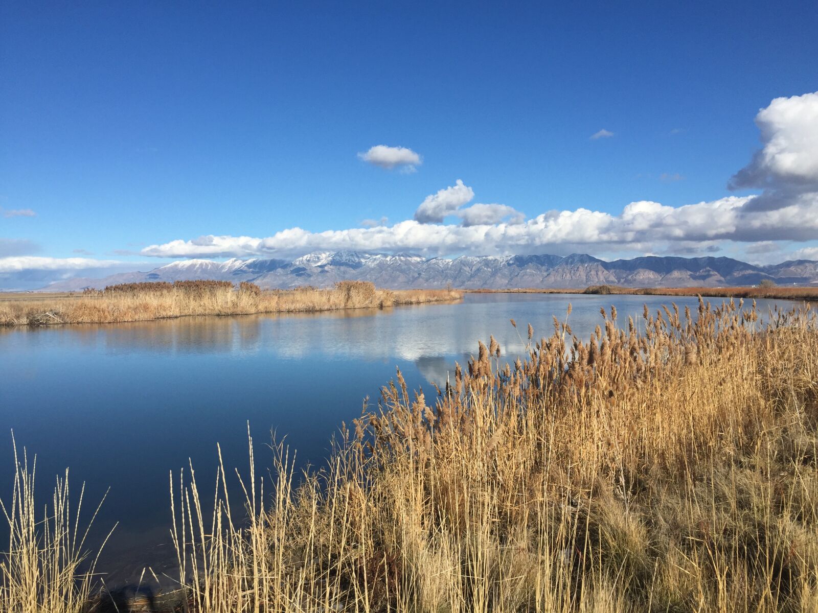 iPhone 6 back camera 4.15mm f/2.2 sample photo. Landscape, bird refuge, reflection photography
