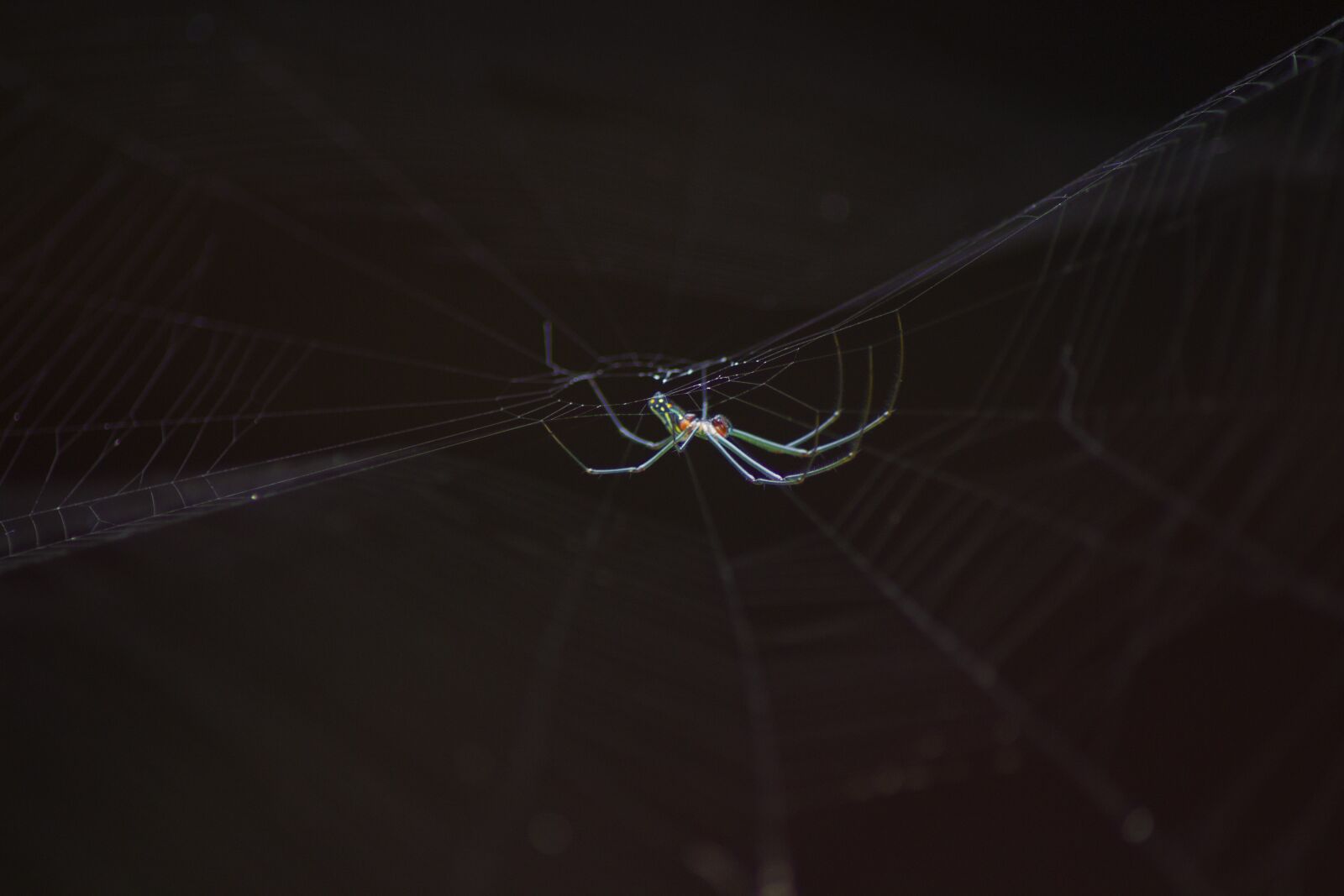 Canon EOS 600D (Rebel EOS T3i / EOS Kiss X5) sample photo. Black, spider, dark photography