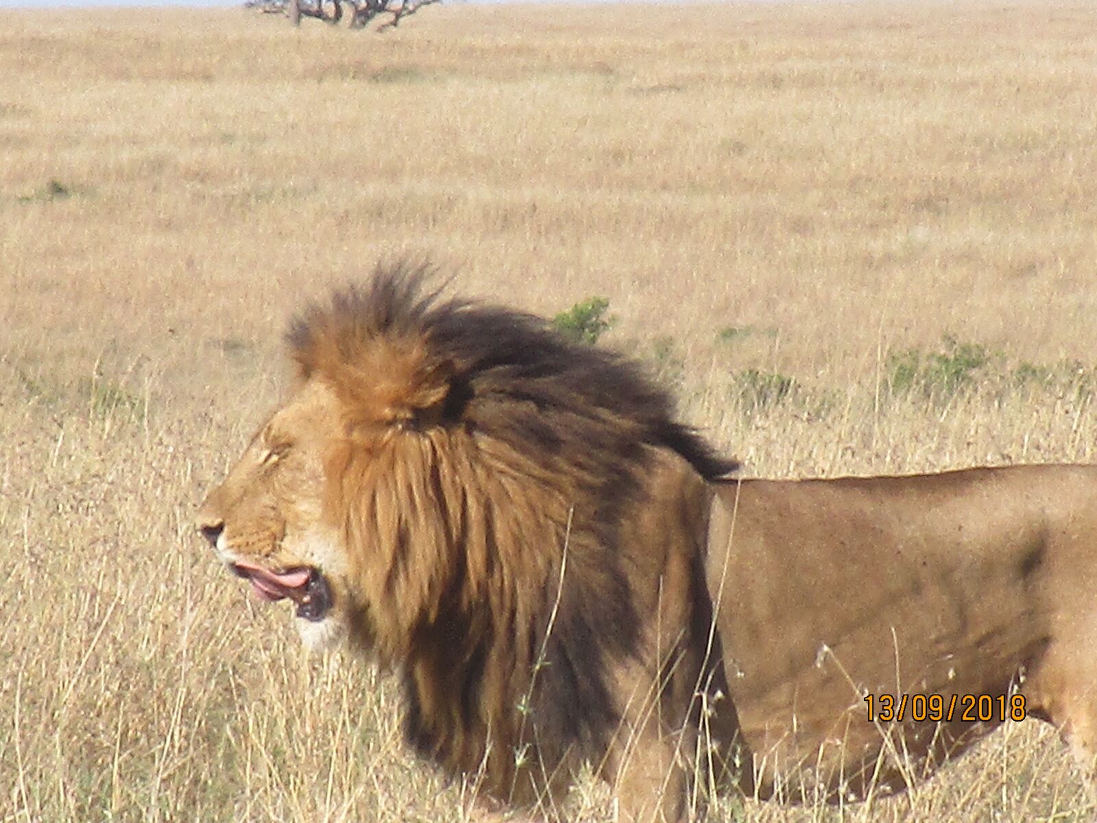 Canon IXUS 190 sample photo. King, africa, lion photography