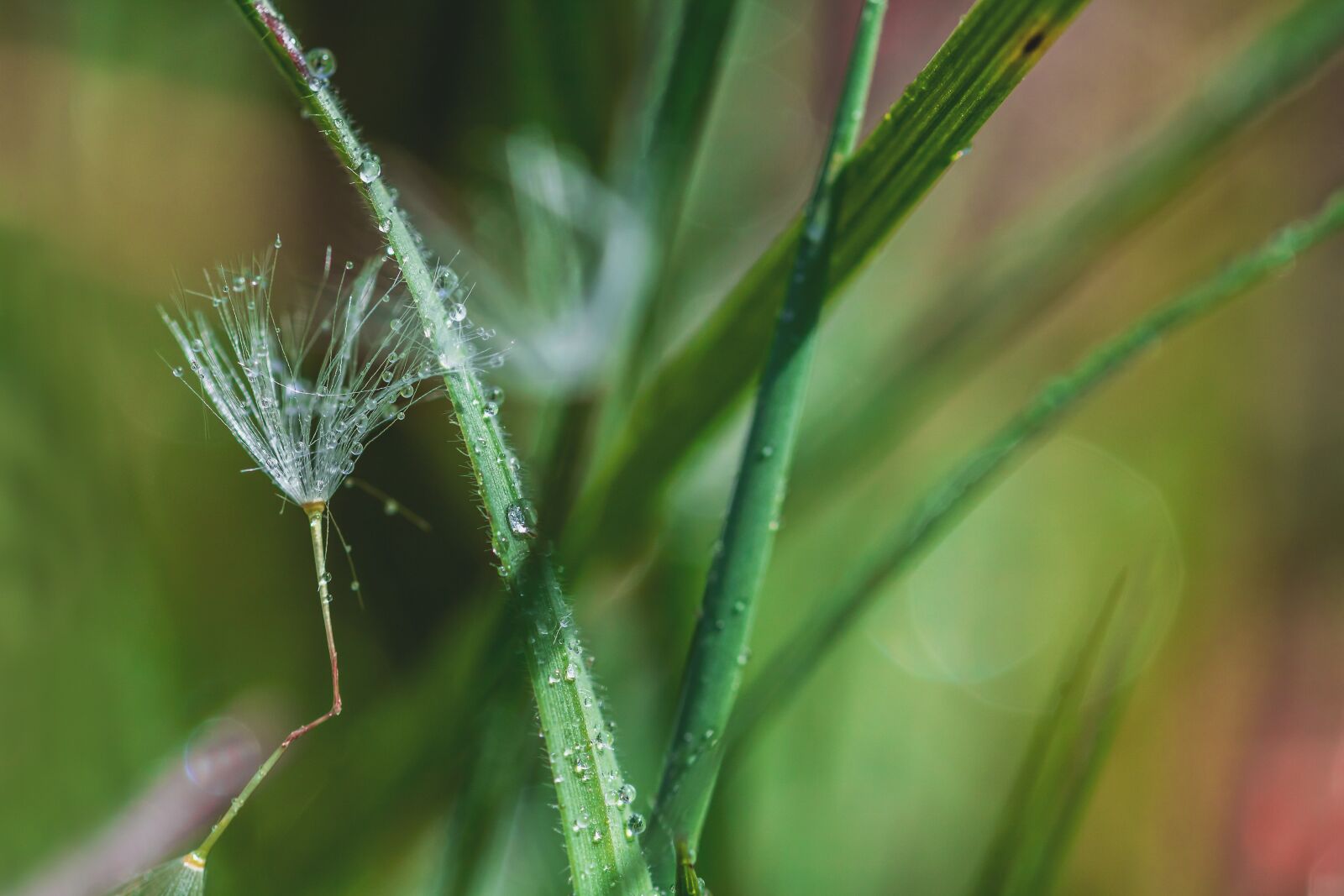 Canon EOS 750D (EOS Rebel T6i / EOS Kiss X8i) sample photo. Dandelion, seeds, drip photography