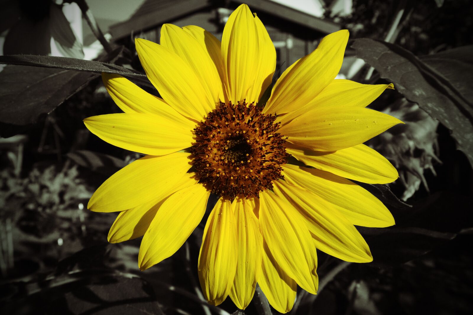 Nikon 1 V2 sample photo. Sunflower, color key, yellow photography
