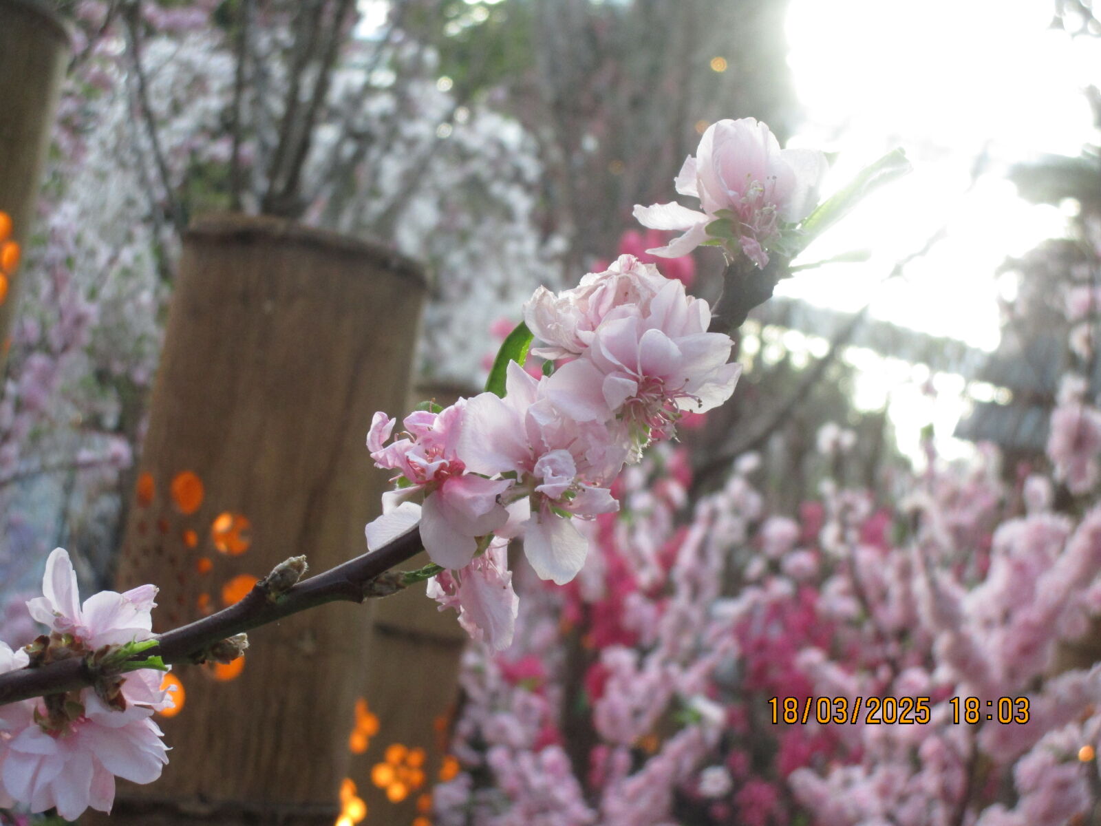 Canon PowerShot ELPH 150 IS (IXUS 155 / IXY 140) sample photo