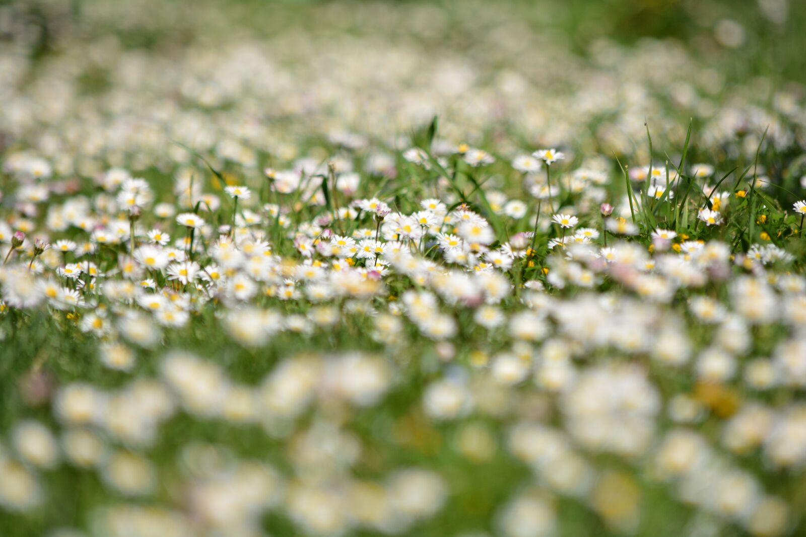 Nikon D7100 sample photo. Flowers, prato, daisies photography