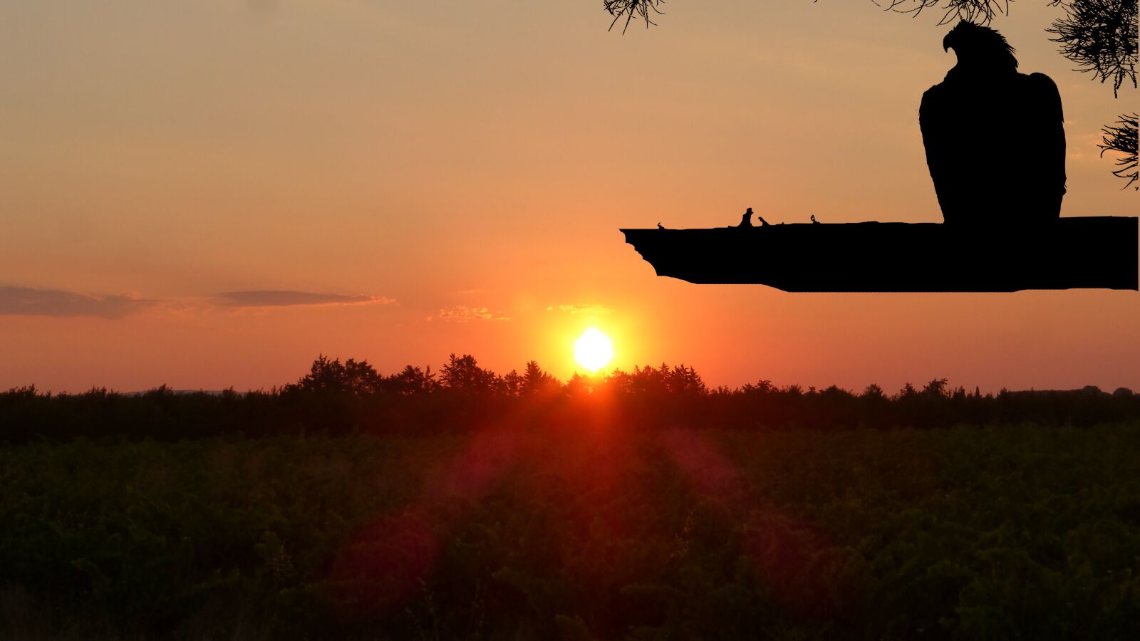 Panasonic Lumix DMC-ZS25 (Lumix DMC-TZ35) sample photo. Sunrise, bird, eagle photography