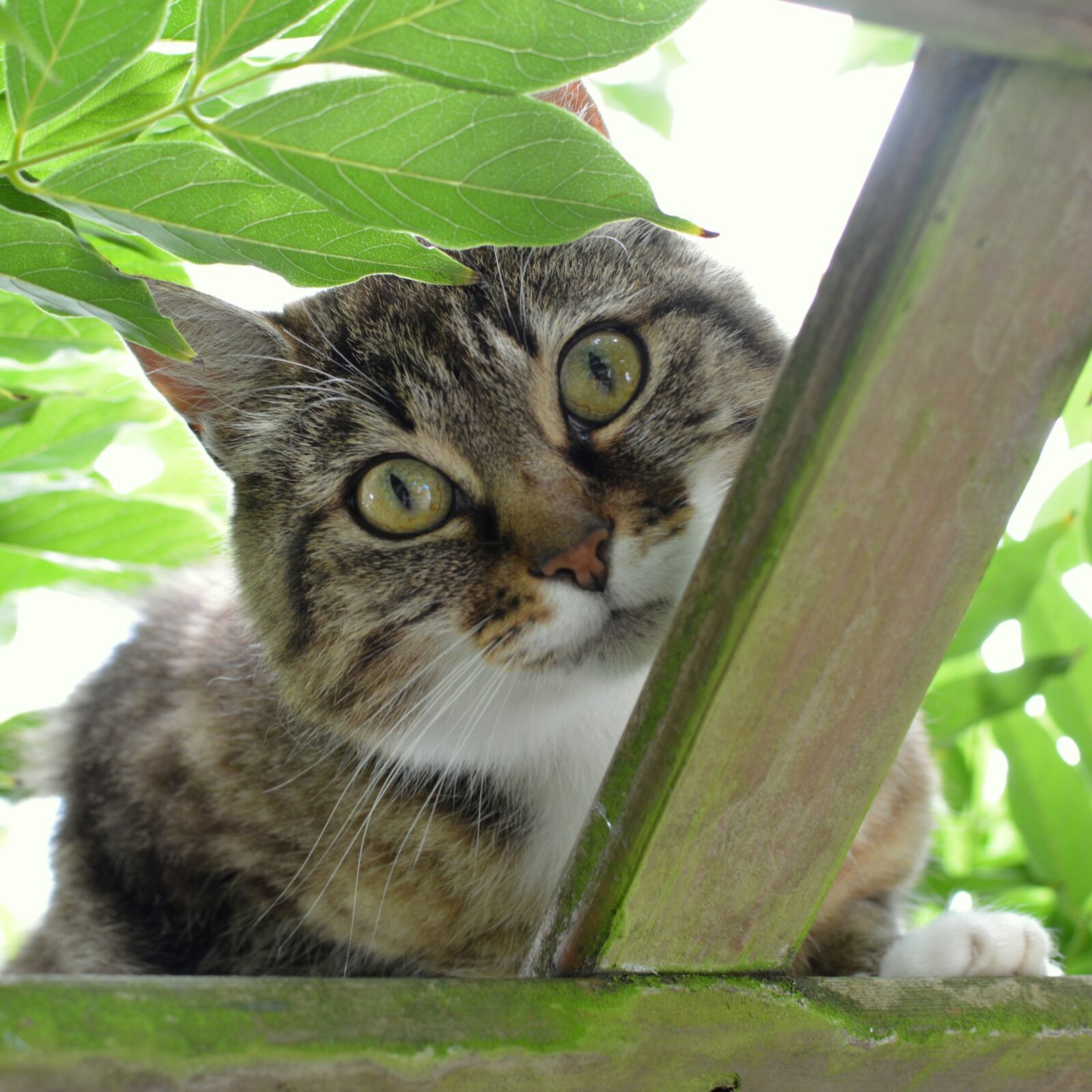 Nikon D5200 sample photo. Cat, animal, curious photography