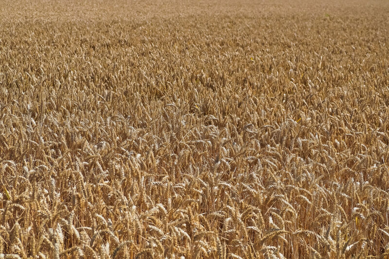 Olympus OM-D E-M10 sample photo. Field, wheat, summer photography
