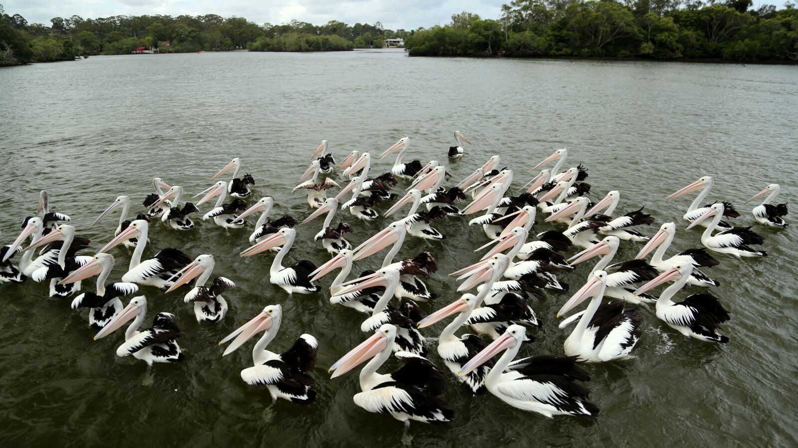 Canon EF 24-105mm F4L IS USM sample photo. Pelican, bird, neat photography