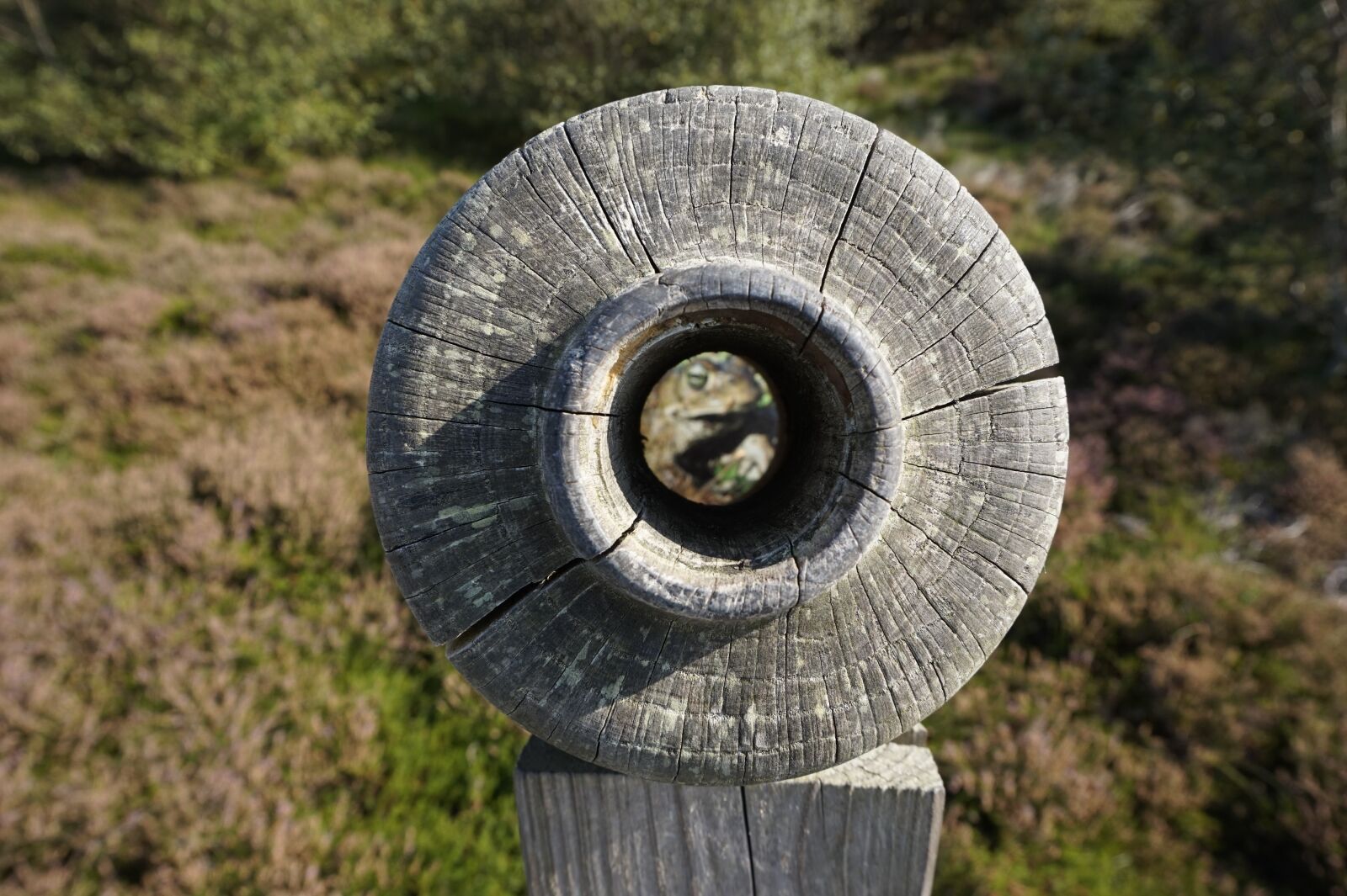 Sony Alpha a5000 (ILCE 5000) sample photo. Nature, wood, tree photography