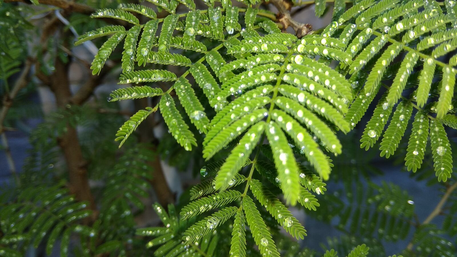 Xiaomi Redmi Note 4 sample photo. Prosopis, rain, green photography