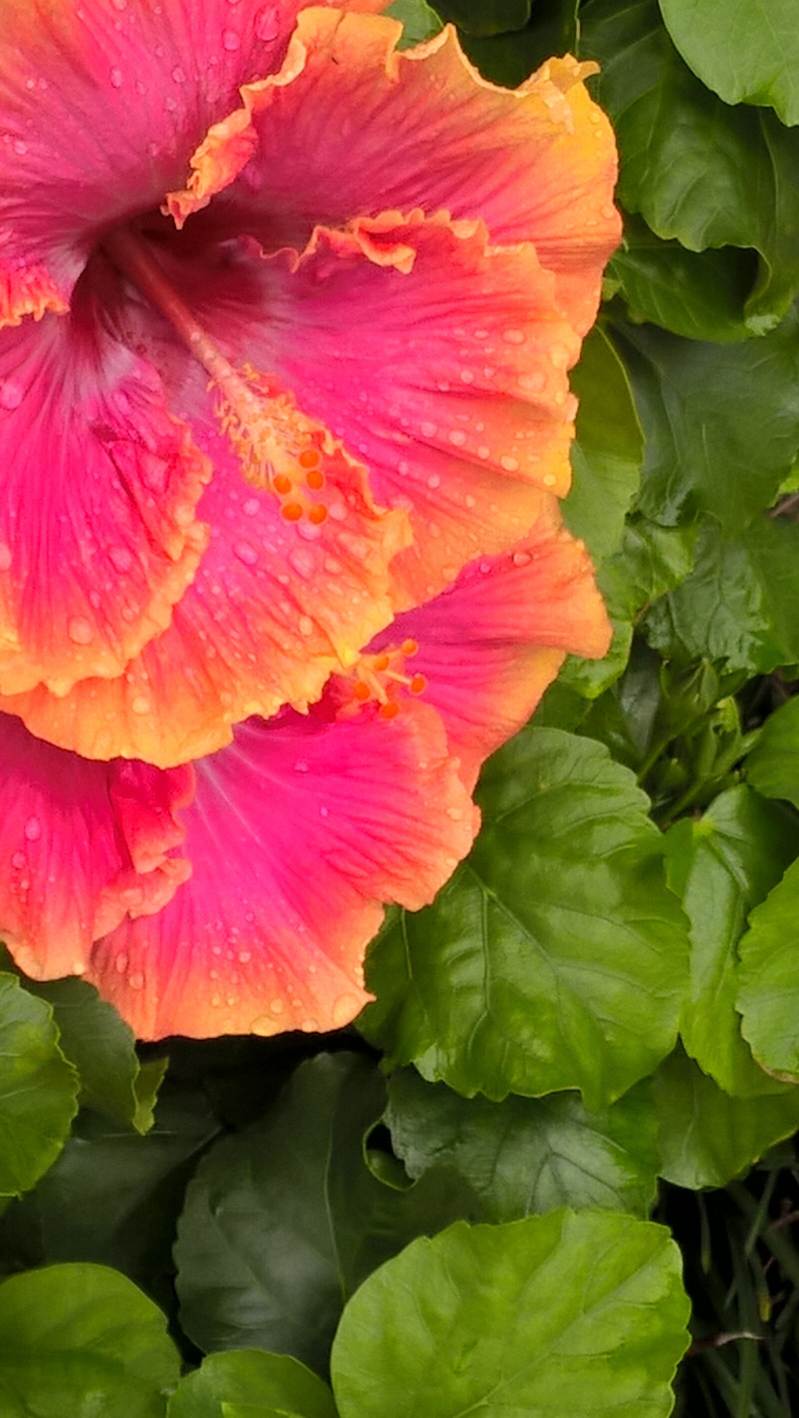 Microsoft Lumia 640 LTE sample photo. Flower, raindrop, hawaii photography