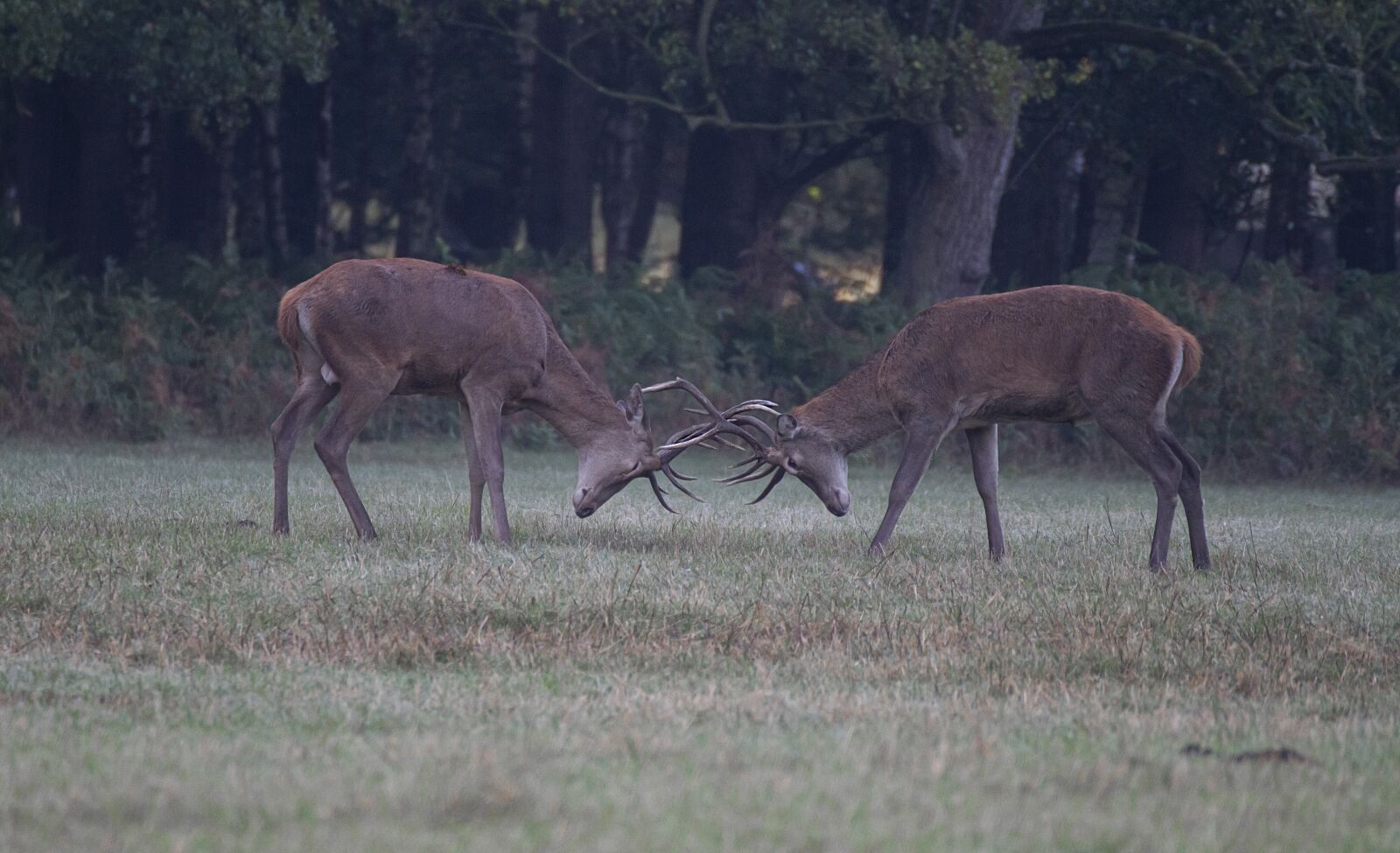 Canon EOS 7D sample photo. Deer, elk, nature photography