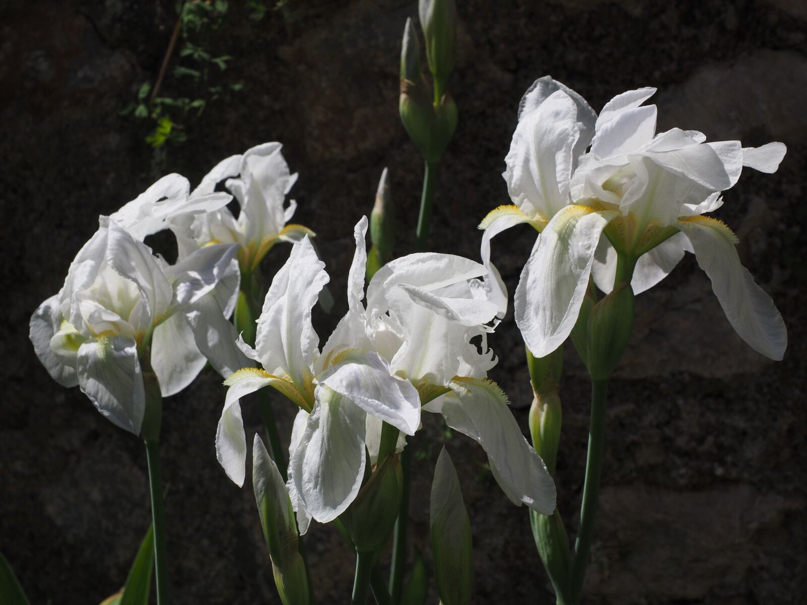 Olympus OM-D E-M1 + Olympus M.Zuiko Digital ED 12-40mm F2.8 Pro sample photo. Iris, lily, flower photography