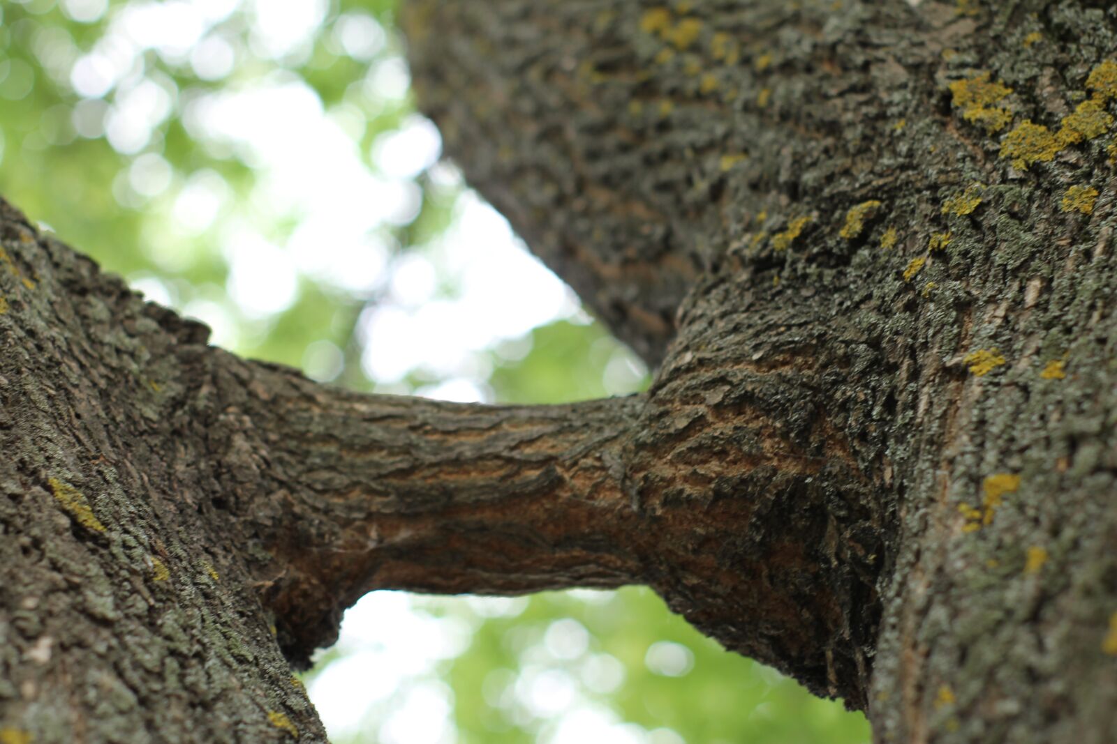 Canon EOS 1100D (EOS Rebel T3 / EOS Kiss X50) sample photo. Tree, branch, nature photography