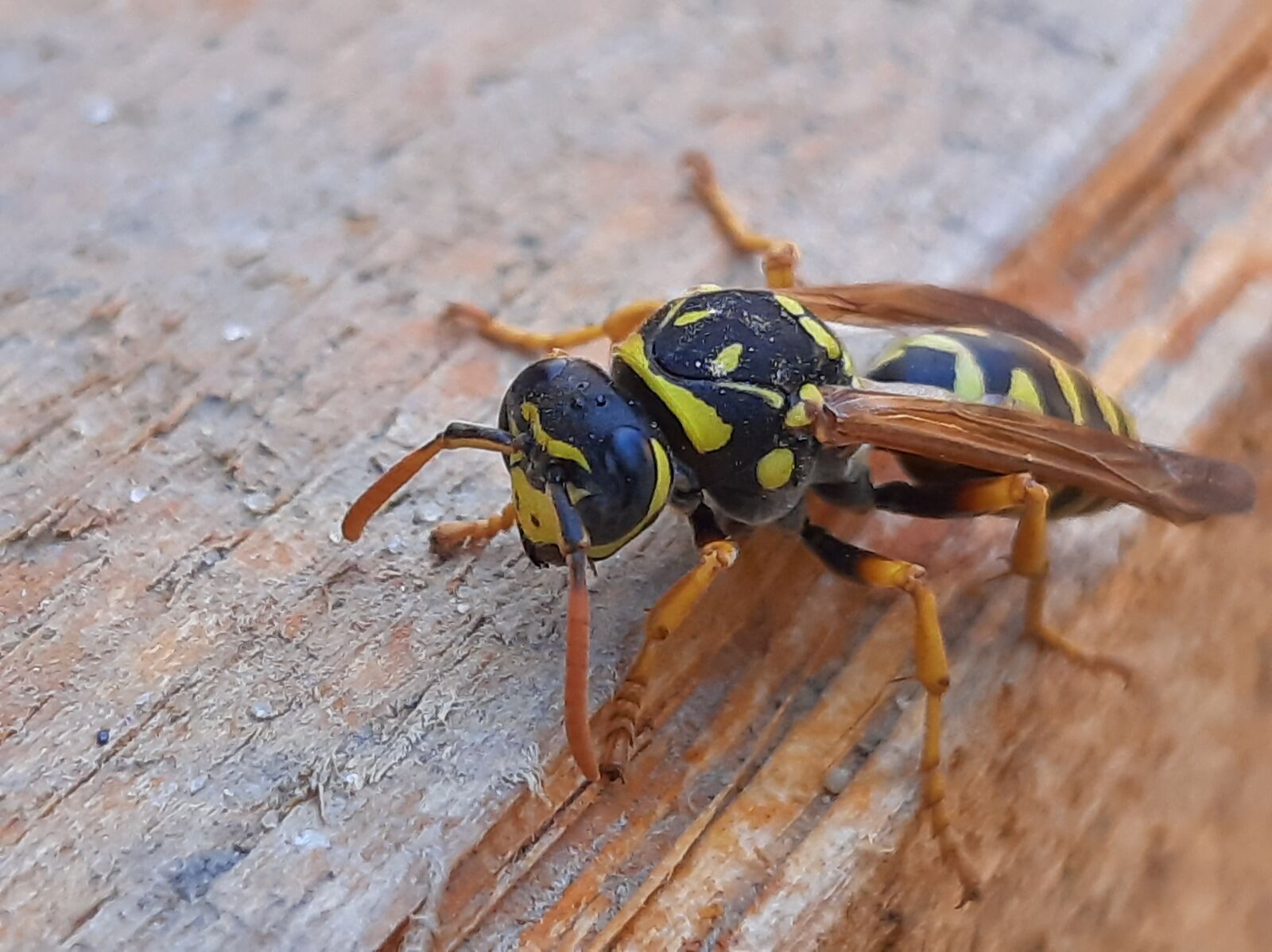 Samsung Galaxy A50 sample photo. Wasp, insects, spring photography