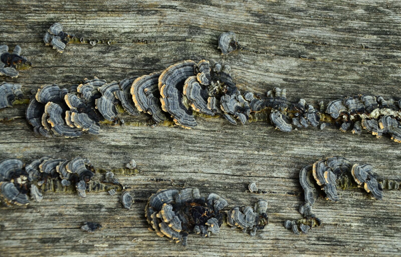 Nikon D5100 sample photo. Wood, old wood, mushrooms photography