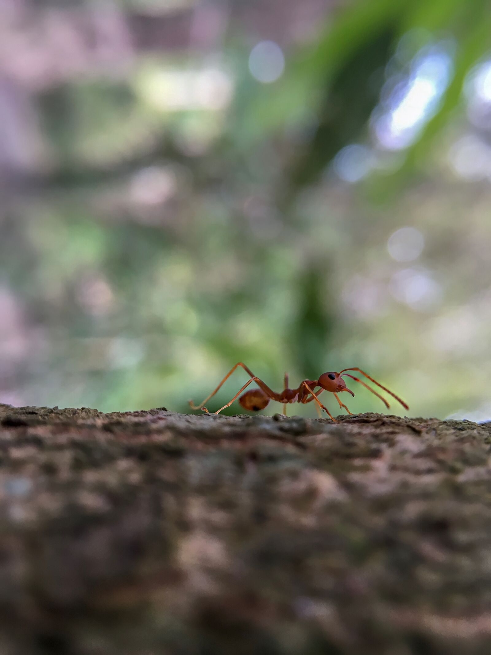 Apple iPhone SE sample photo. Ants, animals, tree photography