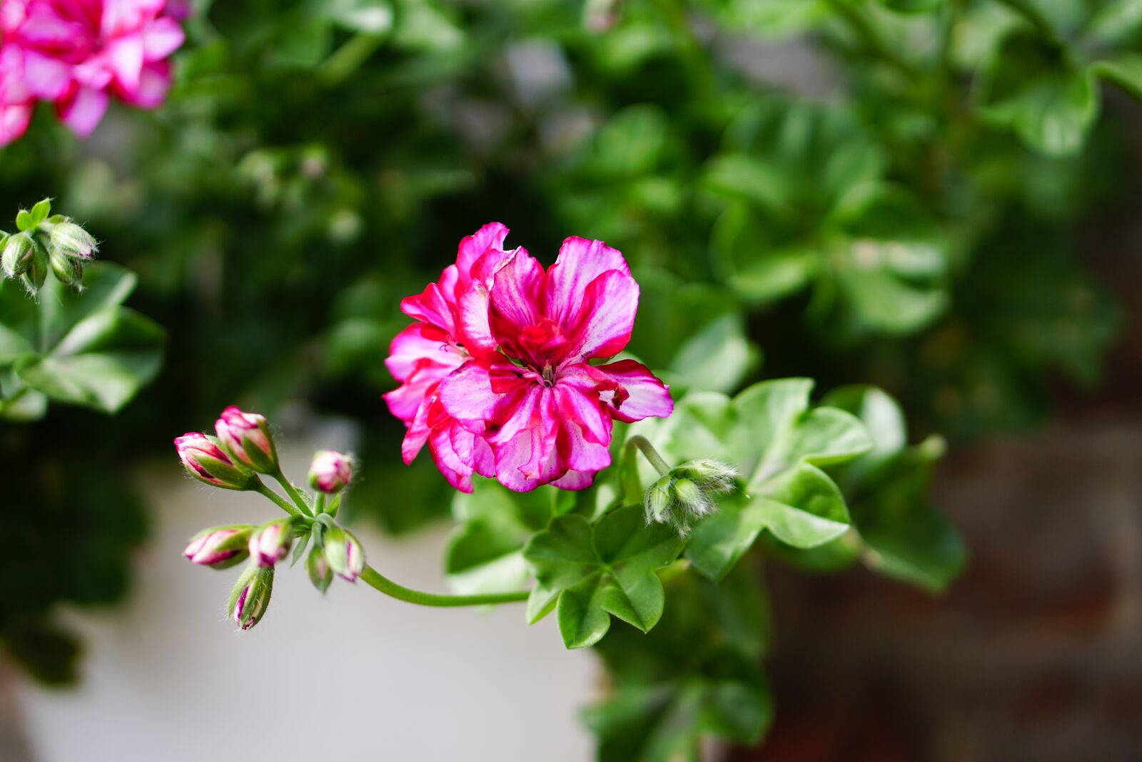 E 50mm F1.8 OSS sample photo. Pink, flowers, geranium photography