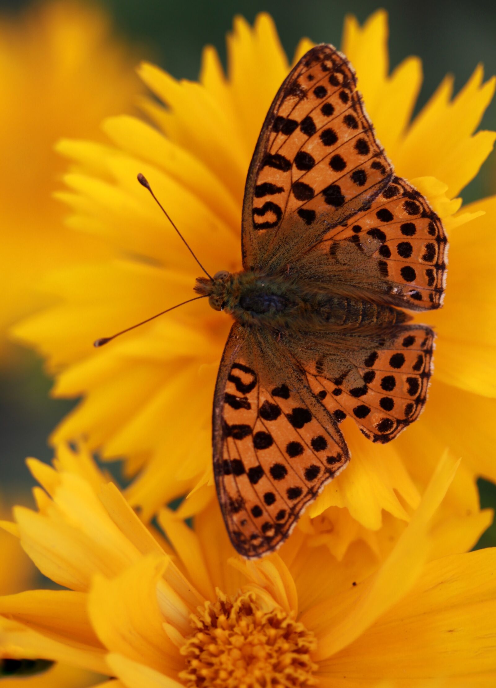 Canon EF-S 60mm F2.8 Macro USM sample photo. Butterfly, flower, yellow photography