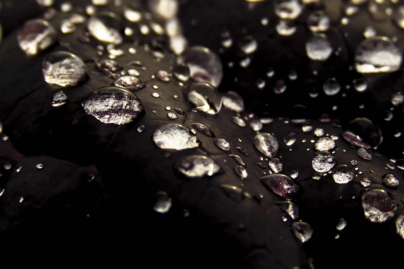 Canon PowerShot SX60 HS sample photo. Rosa, drops, macro photography
