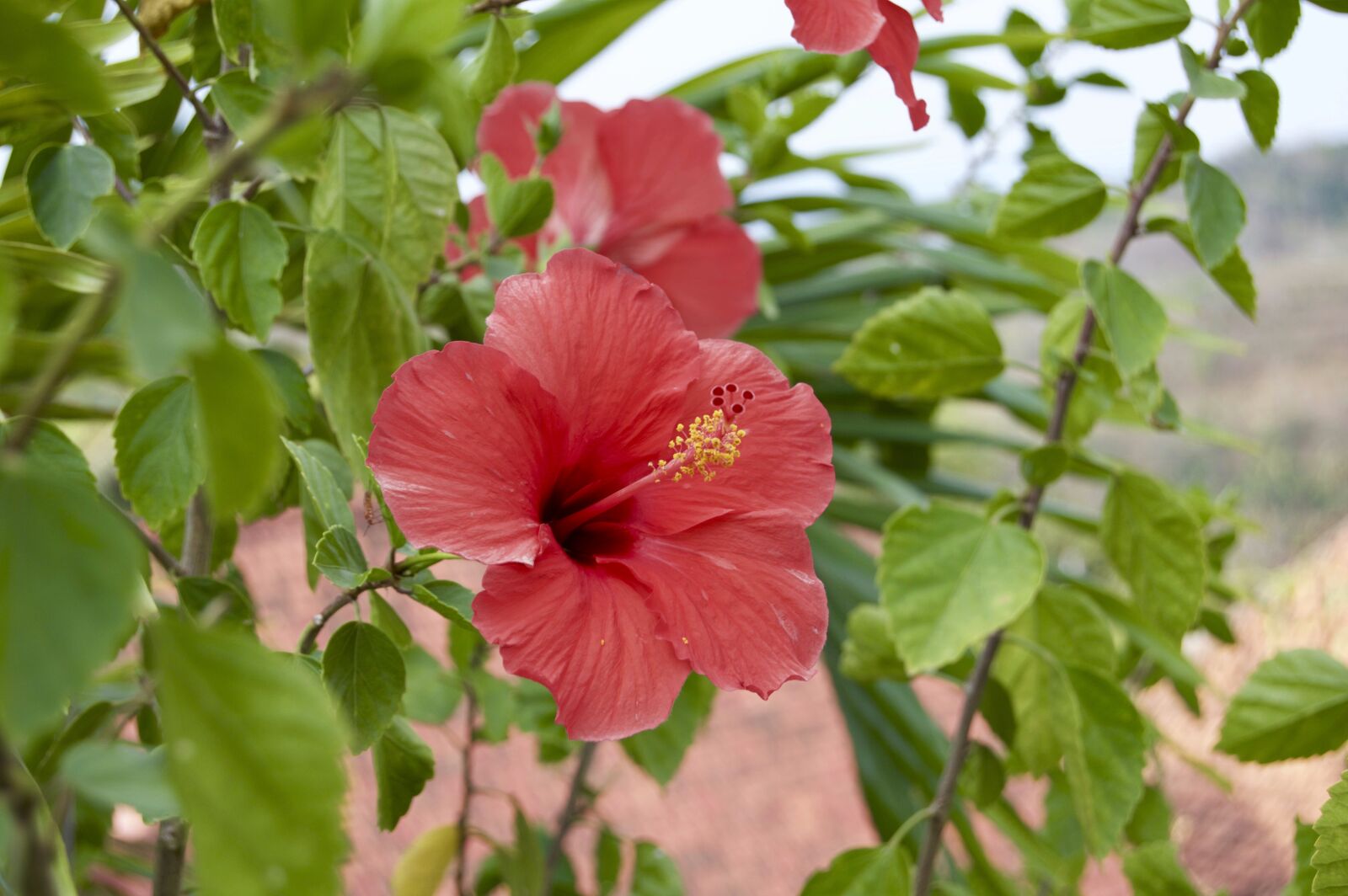 Nikon D3200 sample photo. Ibiscus, nature, flower photography