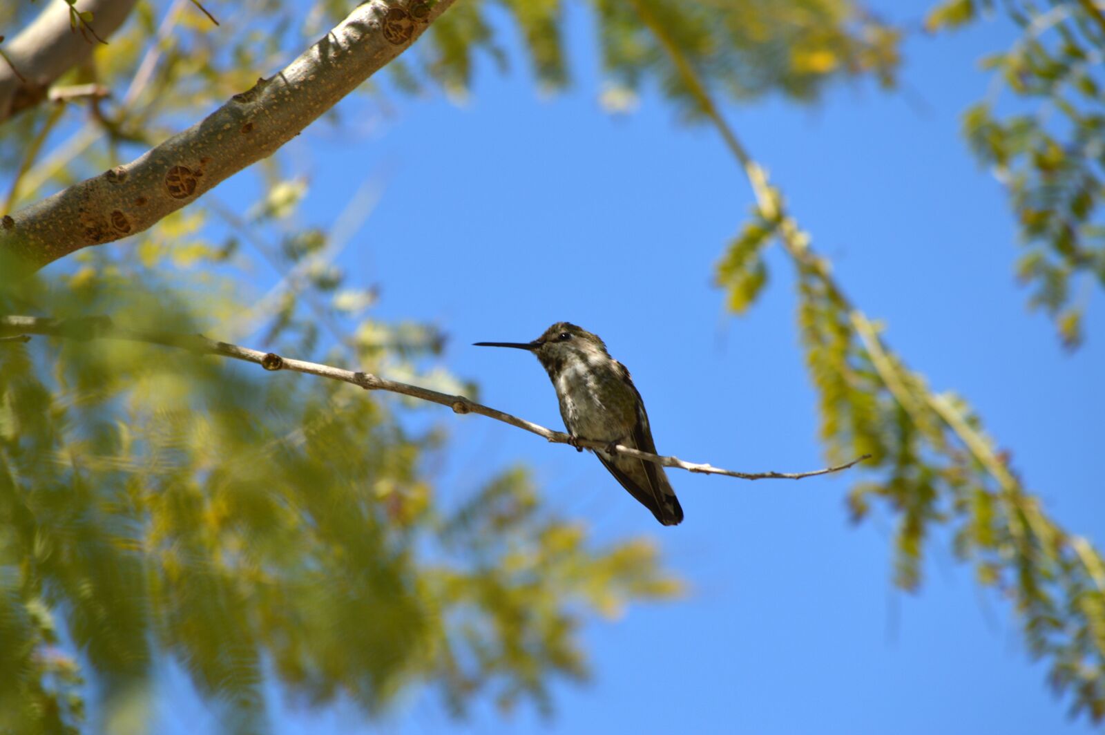 Nikon D3200 sample photo. Hummingbird, bird, tree photography