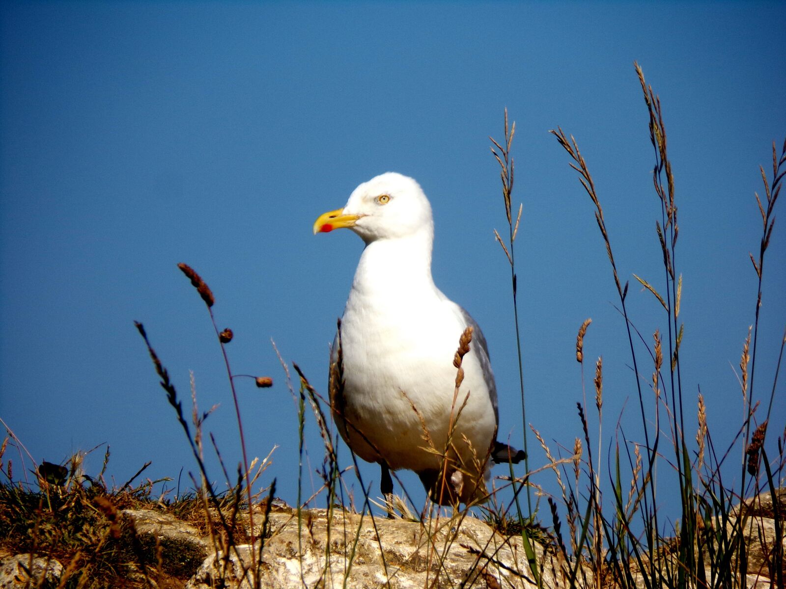 JK KODAK PIXPRO AZ421 sample photo. Gull, nature, cliff photography