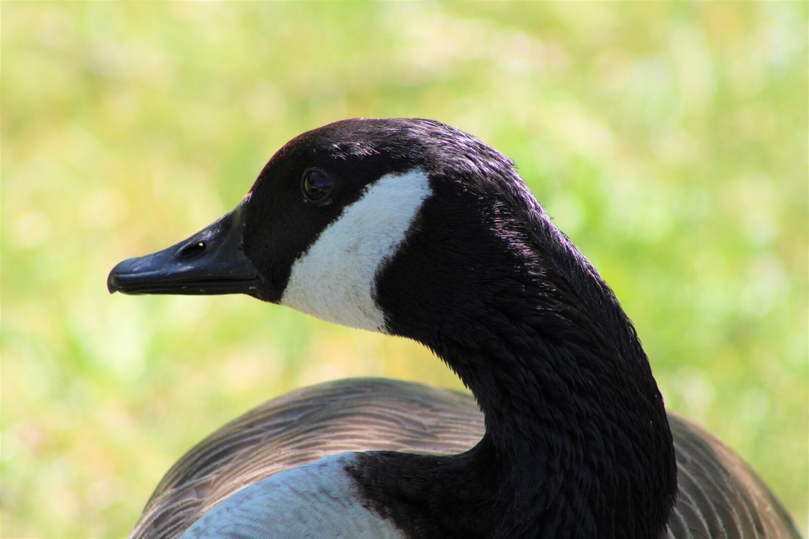 Canon EF75-300mm f/4-5.6 sample photo. Goose, bird, close up photography