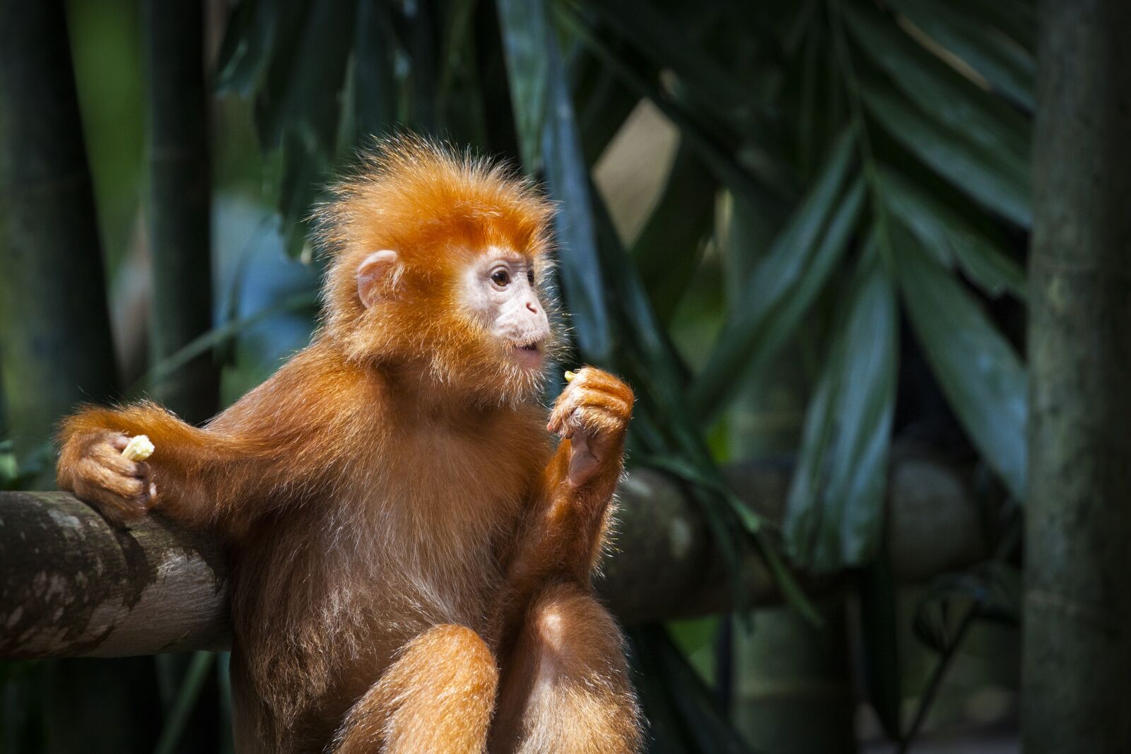 Canon EOS 5D Mark II sample photo. Monkey, red, primates photography