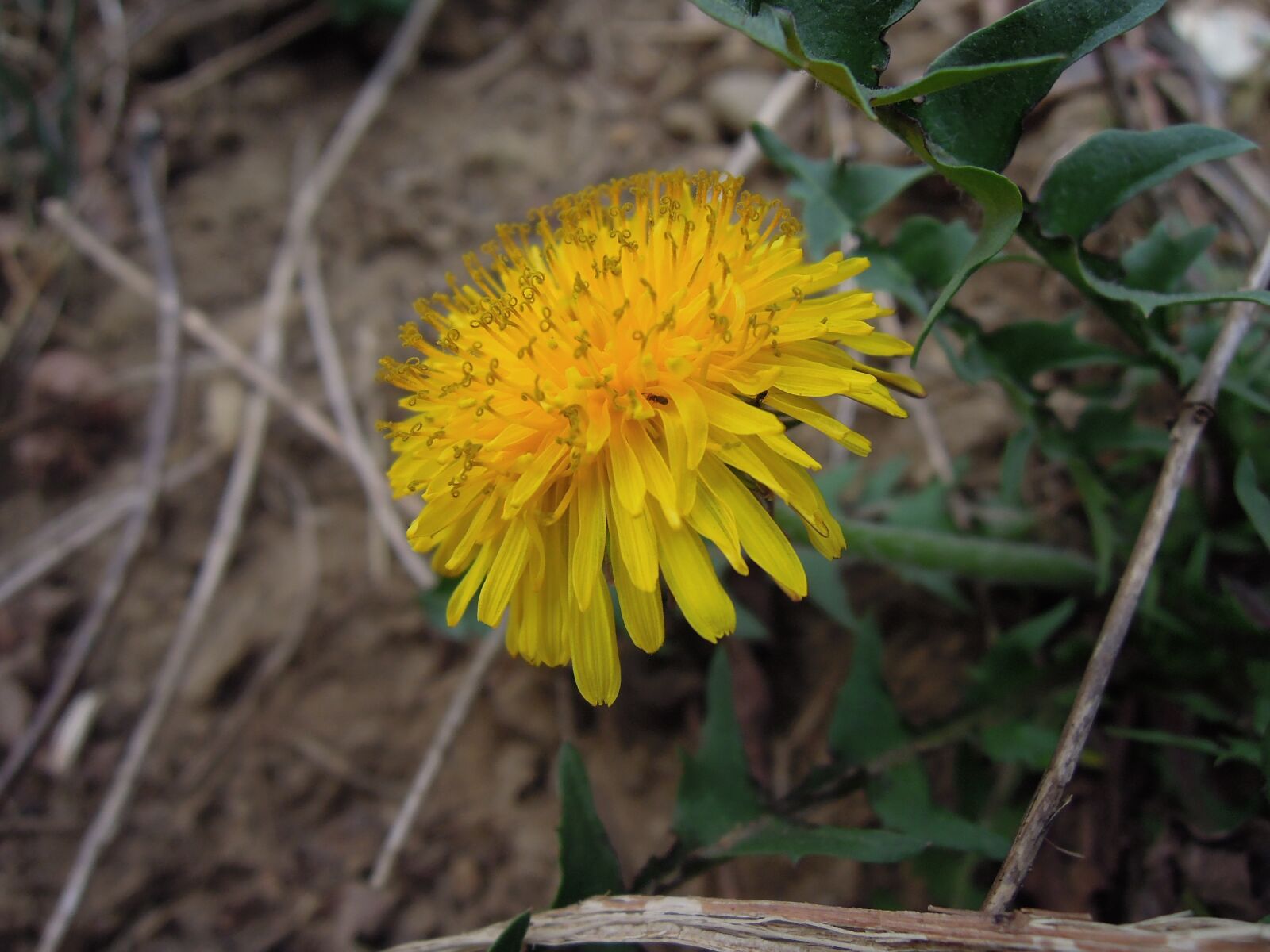 Nikon Coolpix P300 sample photo. Dandelion, flower, yellow photography