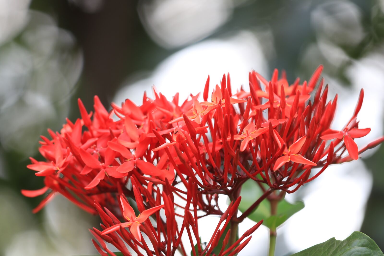 Игла растение. Игольчатые цветы. Ixora chinensis в природе. Алмазный цветок растение. Растение игольчатое с красными цветами.